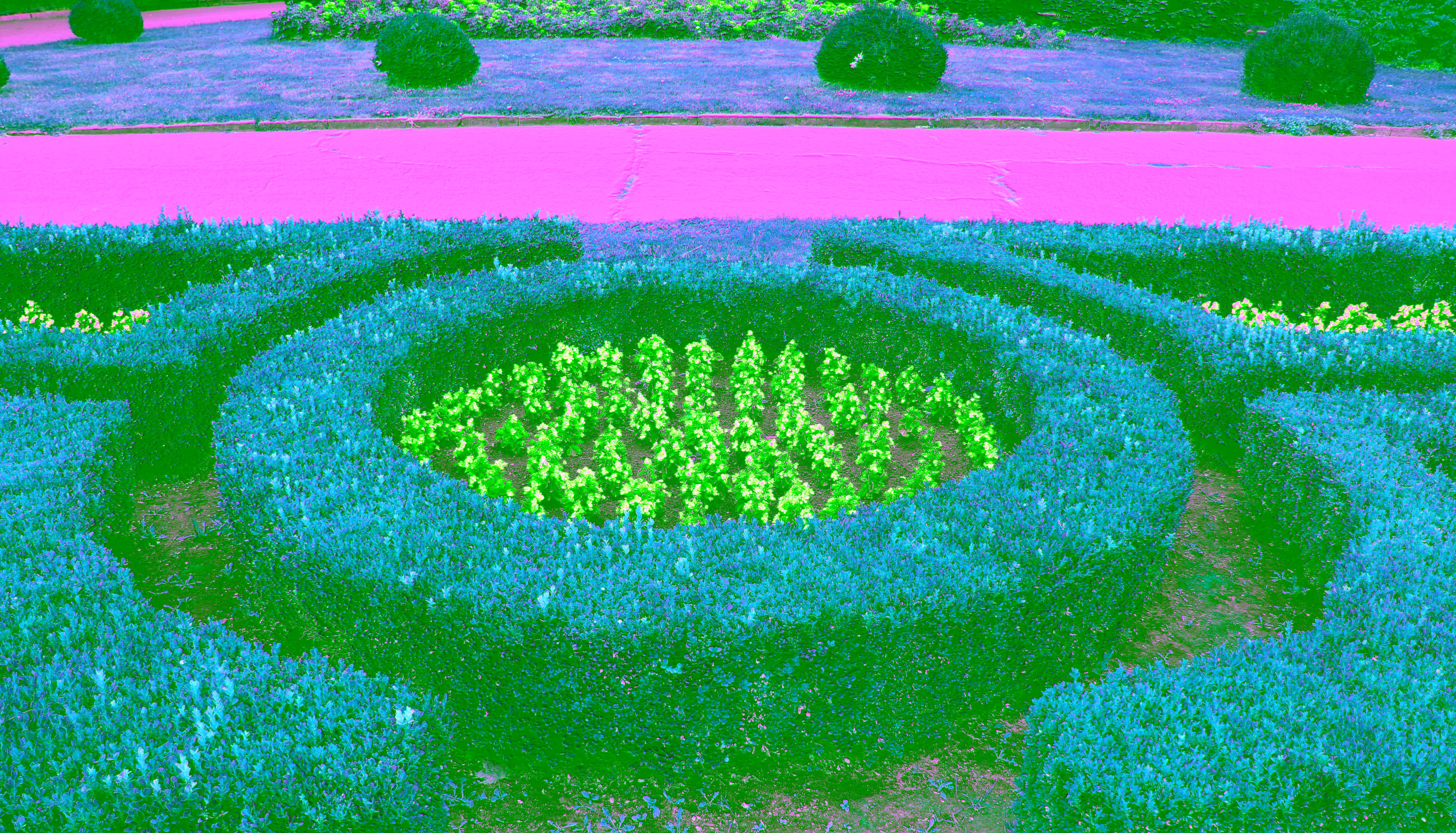 A neatly trimmed boxwood hedge in maze form in a parkland A neatly trimmed boxwood hedge in maze form in a parkland
