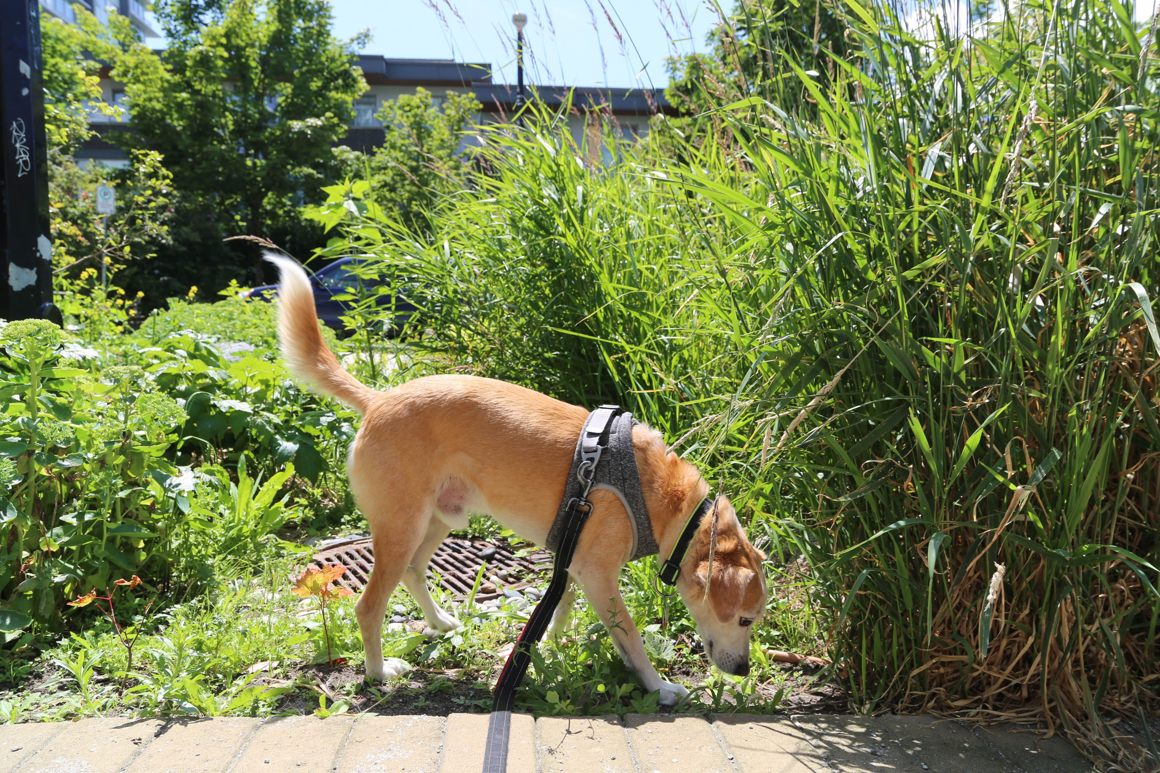 dog on leash