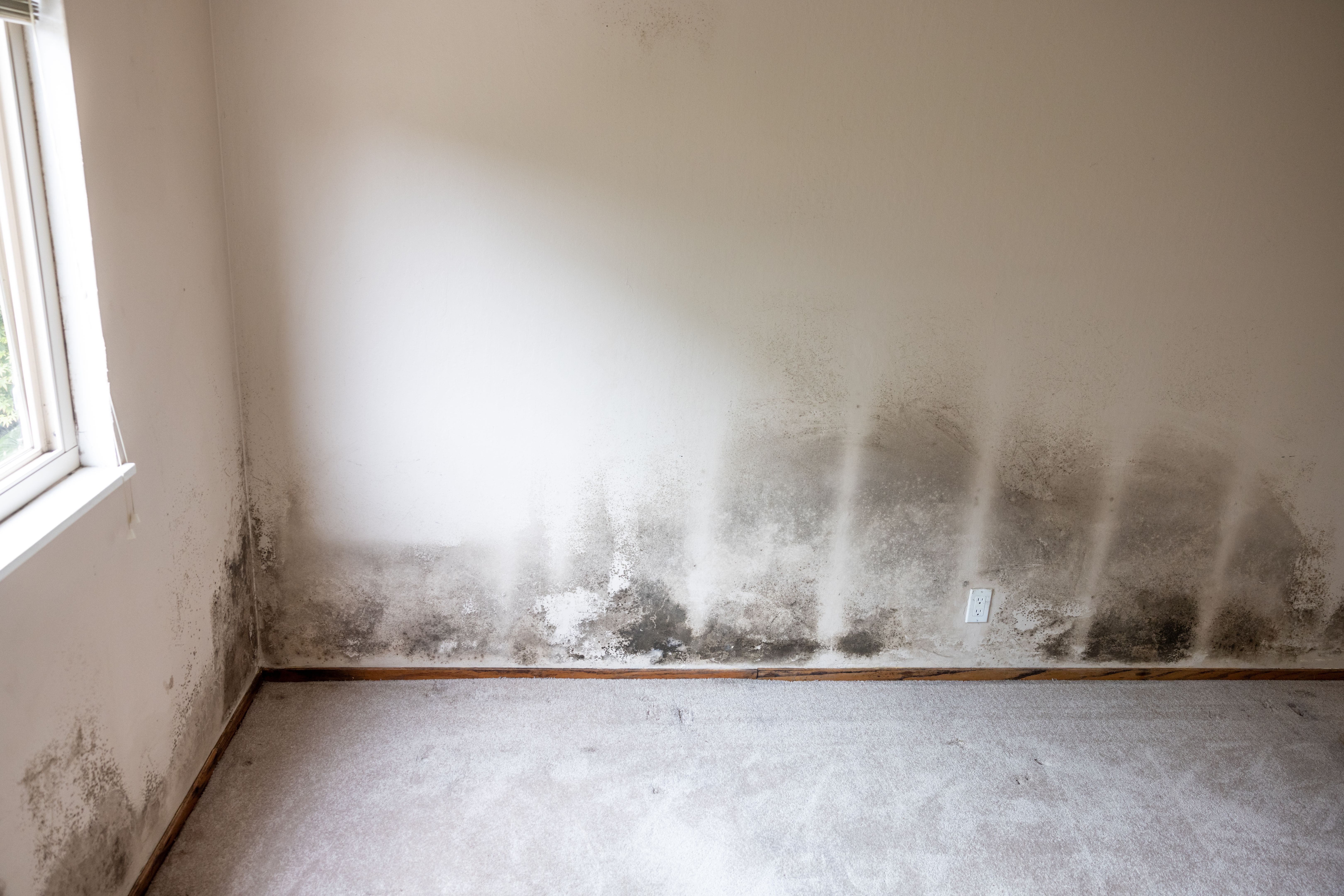mold resistant paint