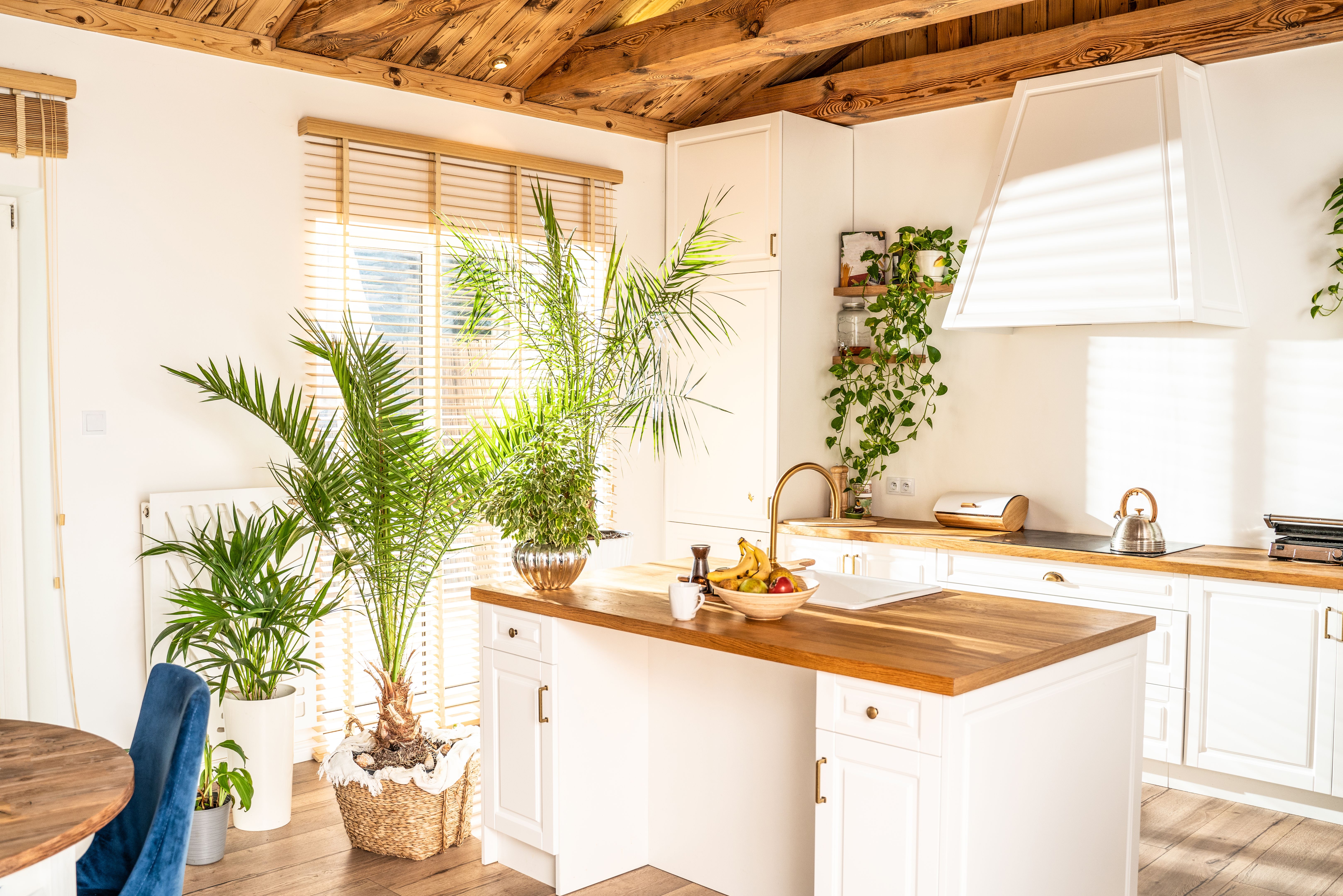 indoor plants kitchen