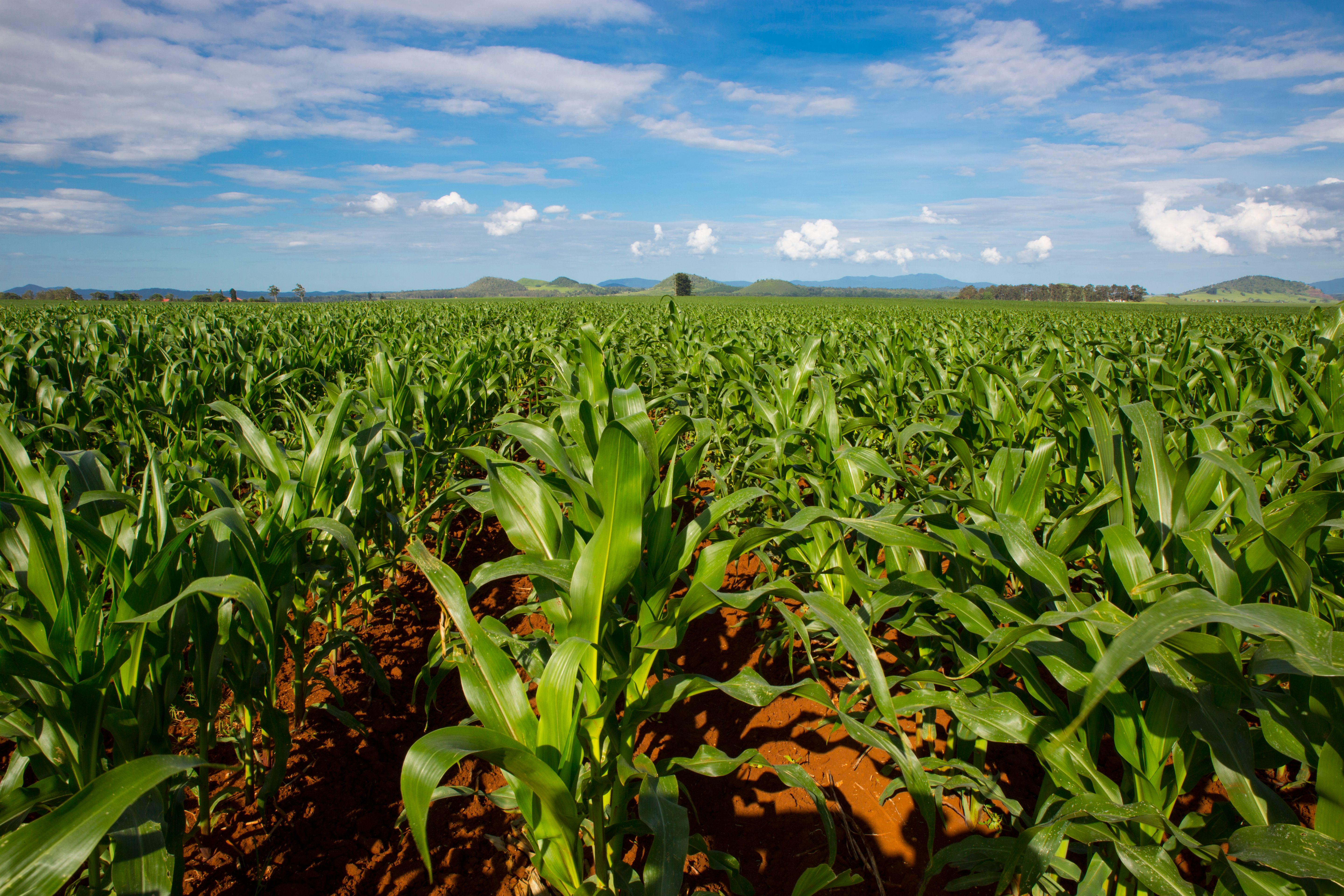 queensland agriculture