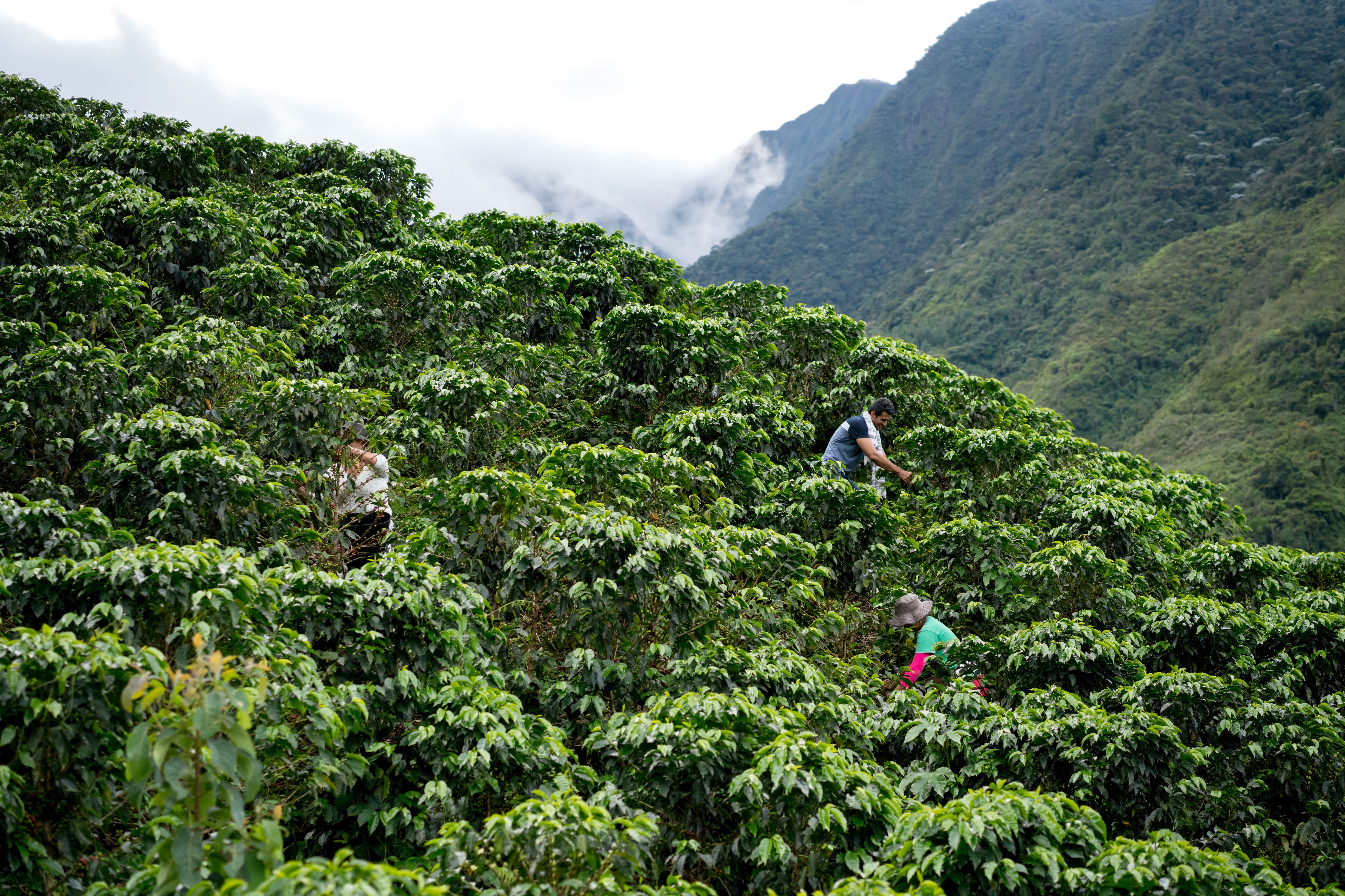 Colombian coffee farm