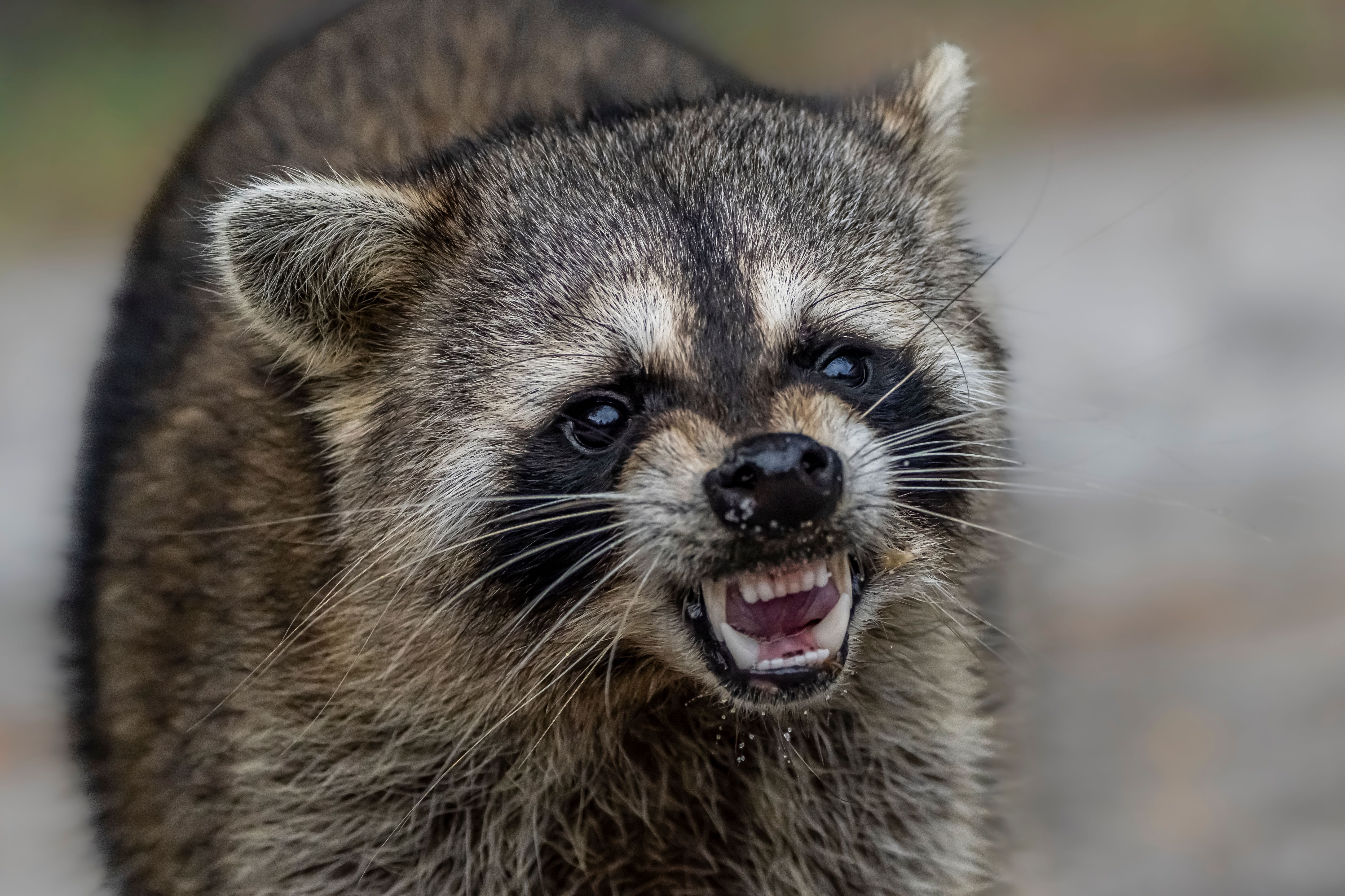 green raccoon waste disposal