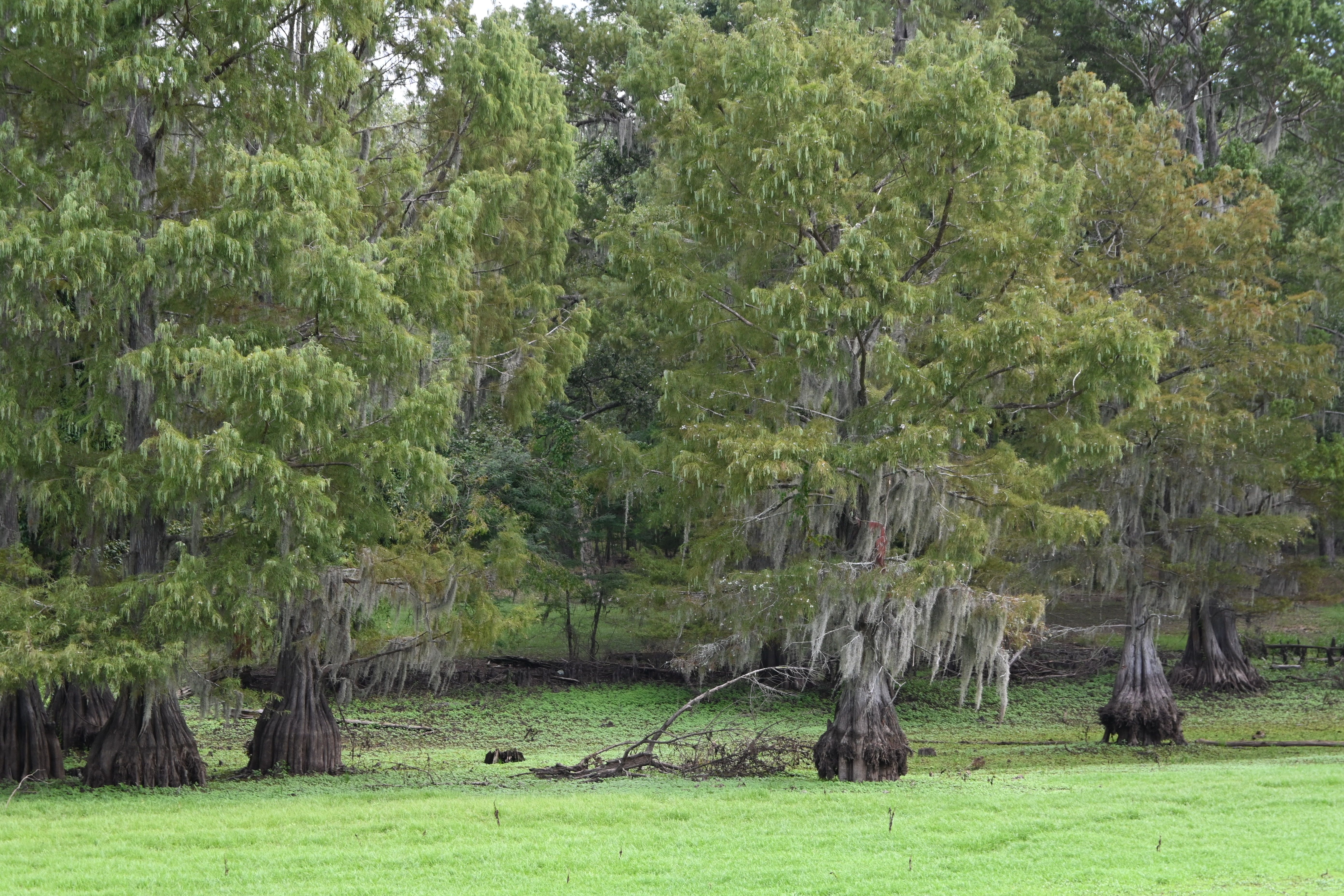 Louisiana summer landscape