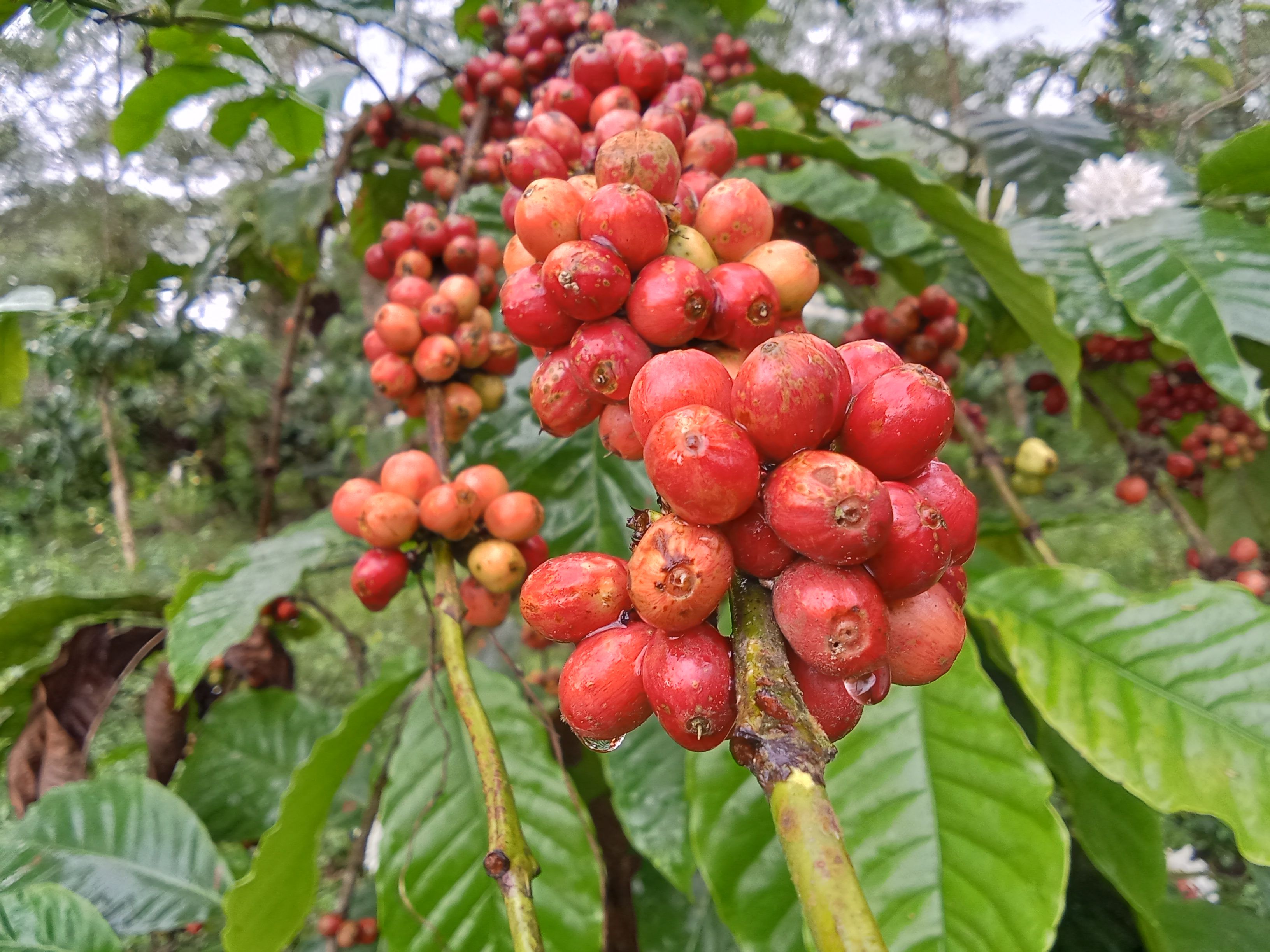 coffee beans closeup