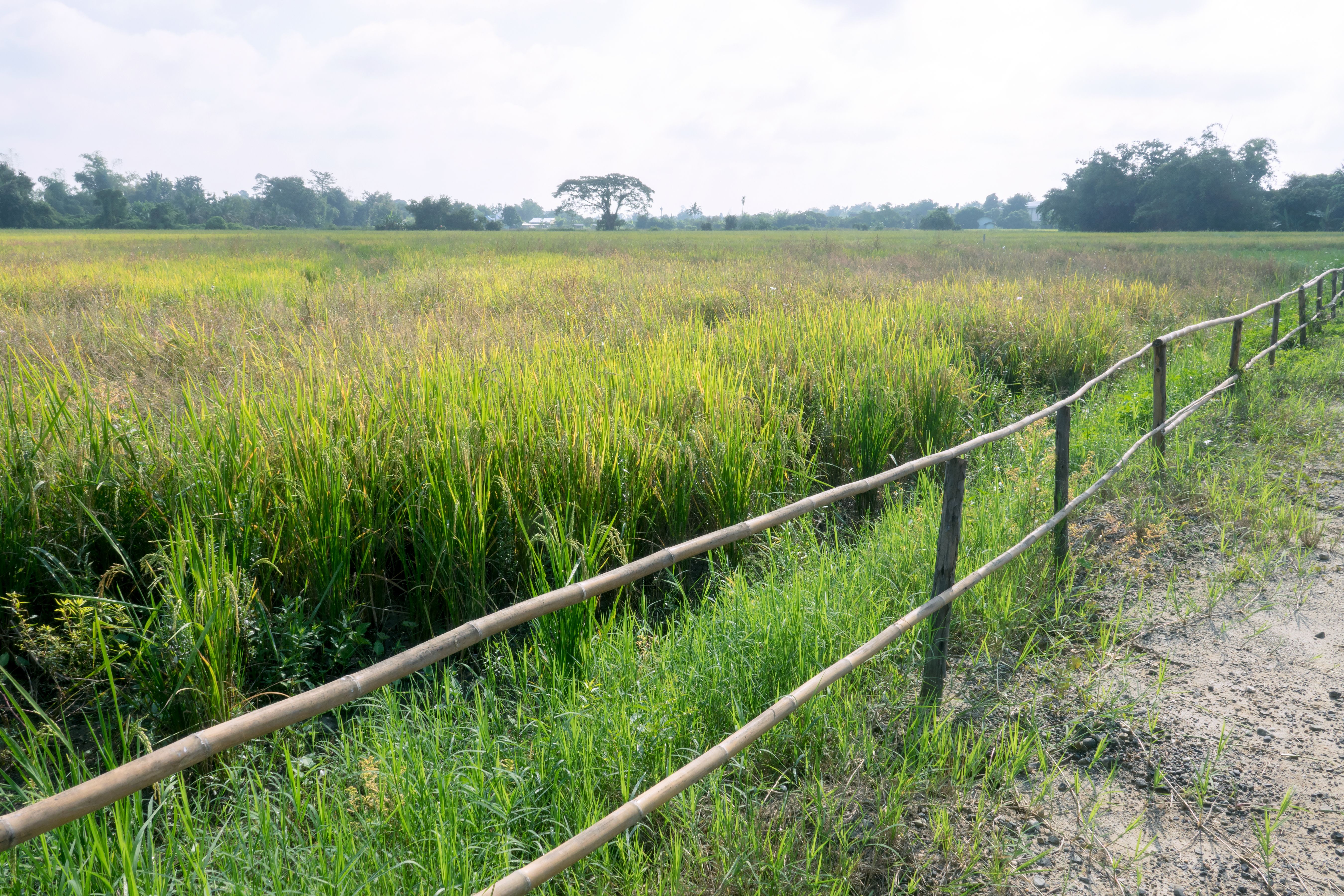 Rice Field in Chiangmai, Thailand