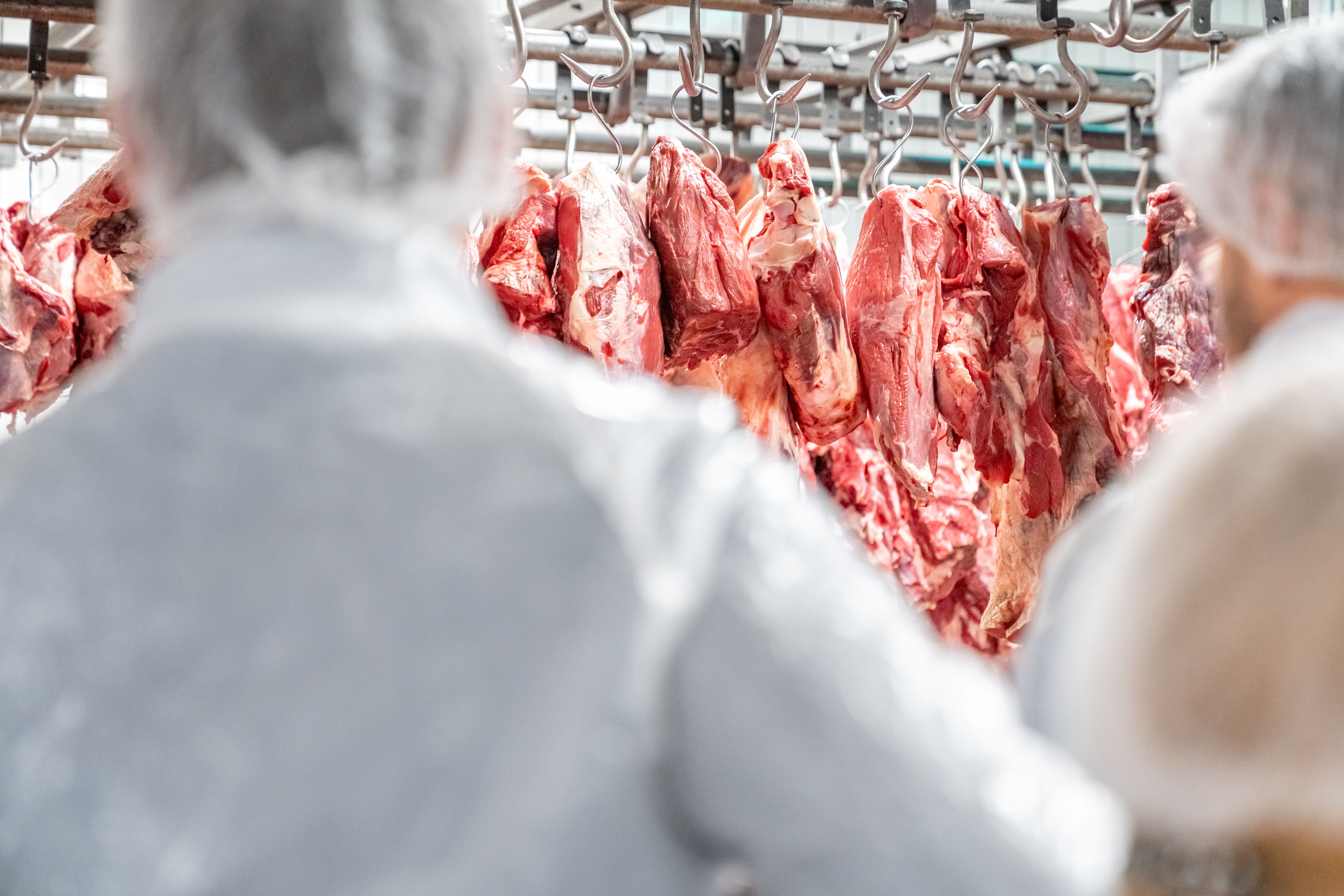Butchers processing hanging beef carcasses in meat processing plant