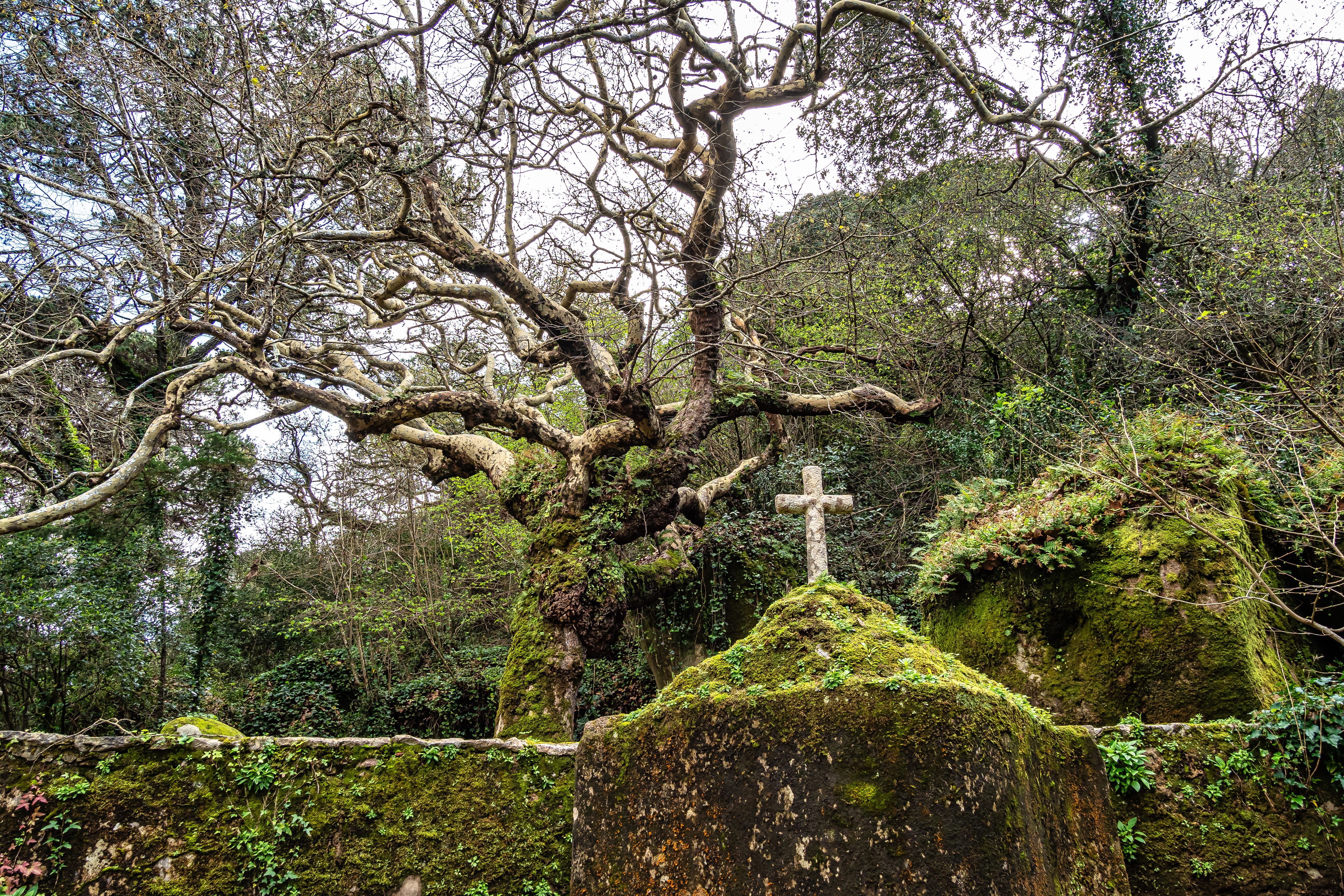 sintra forest