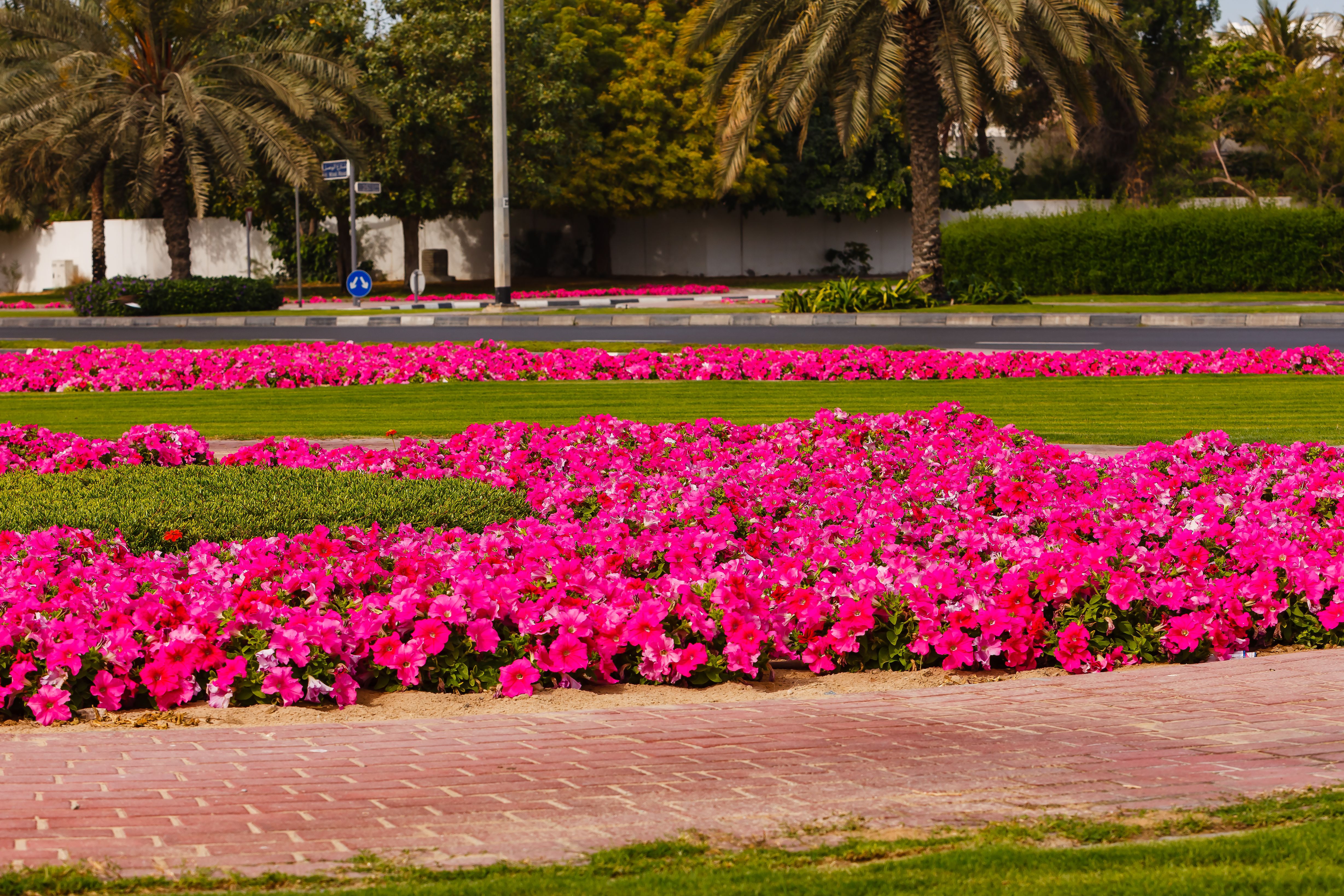 Dubai Miracle Garden 