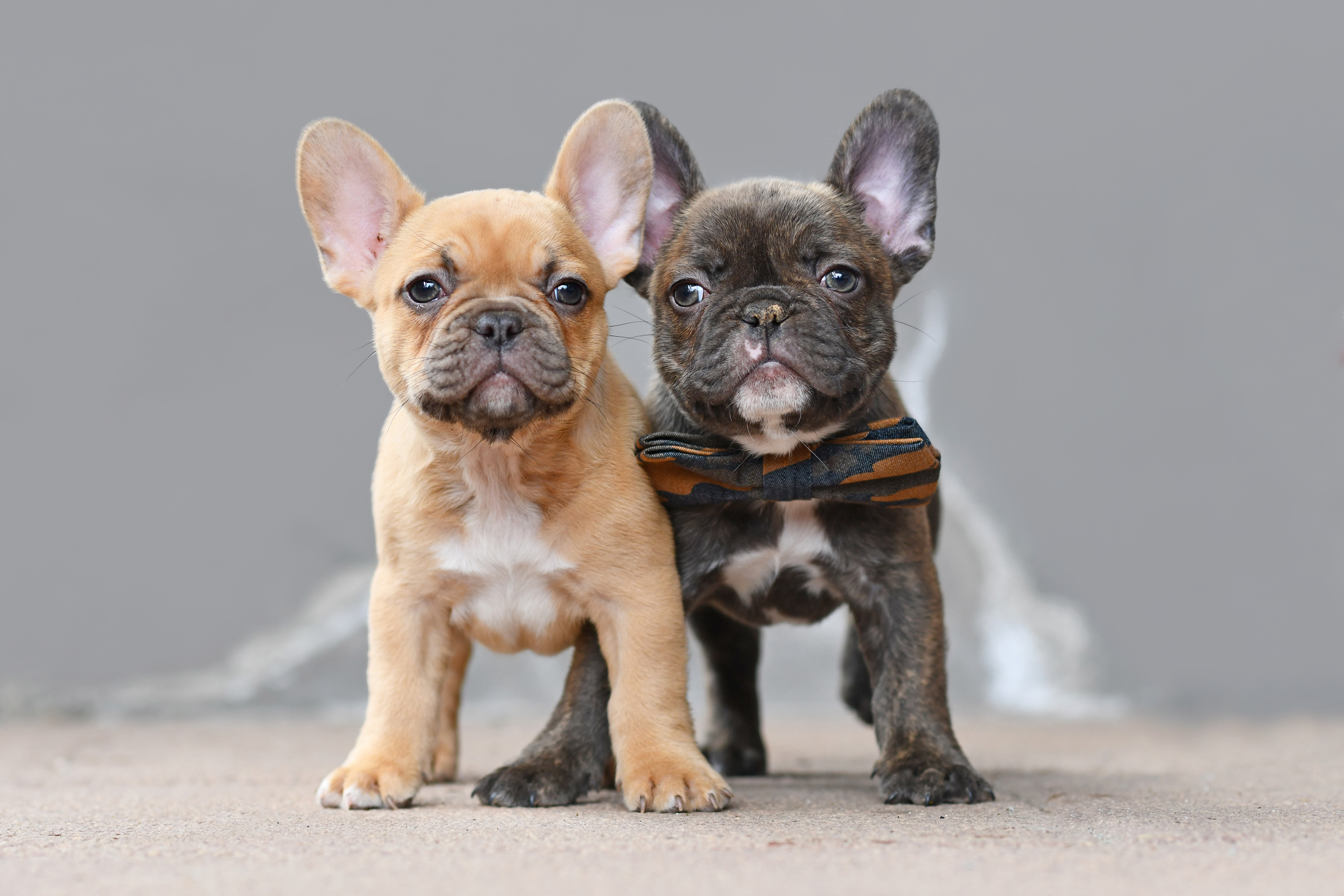Pair of red fawn and chocolate brindle colored French Bulldog dog puppies standing in front of gray wall Pair of red fawn and chocolate brindle colored French Bulldog dog puppies standing in front of gray wall