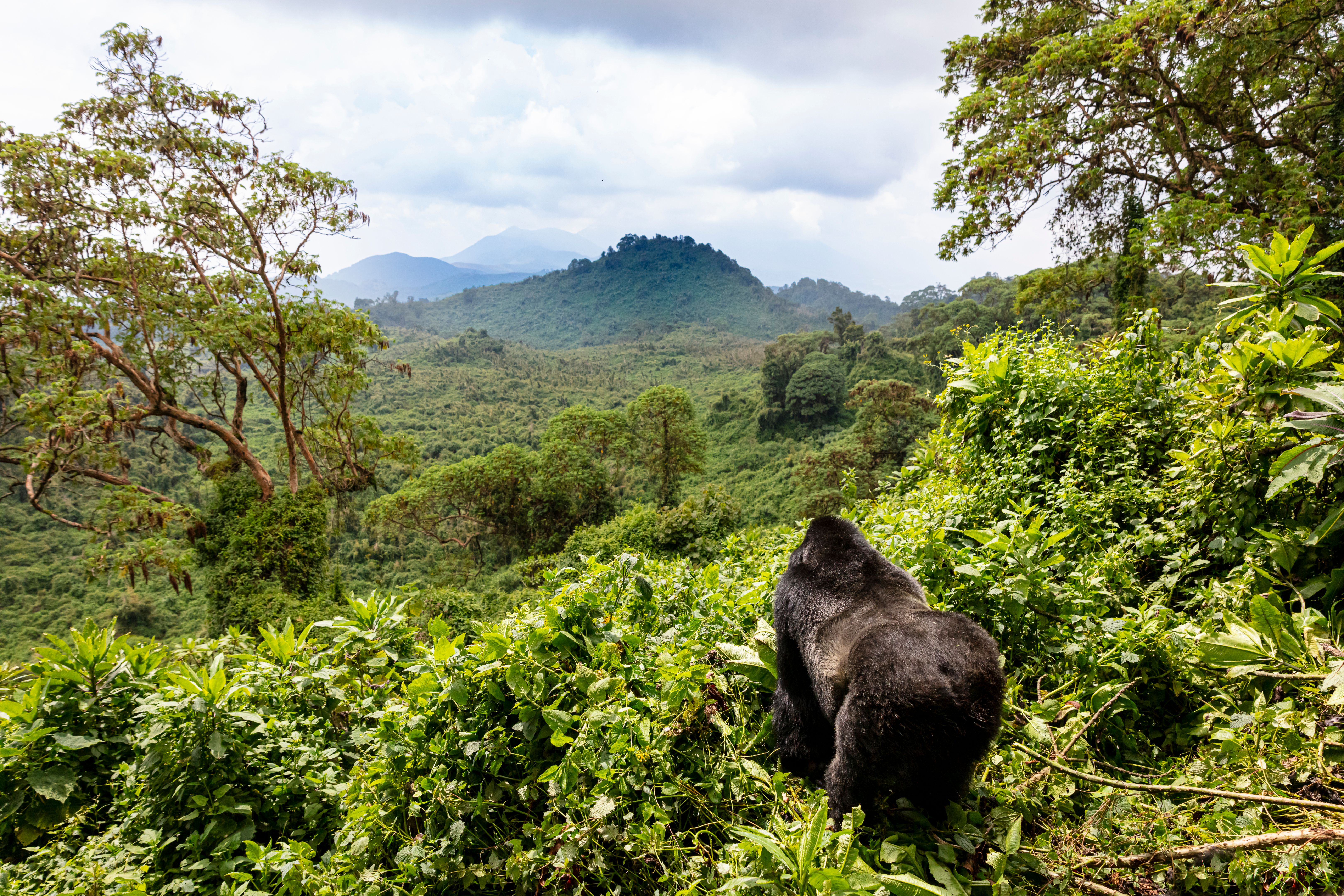 Mountain Gorilla travel Rwanda