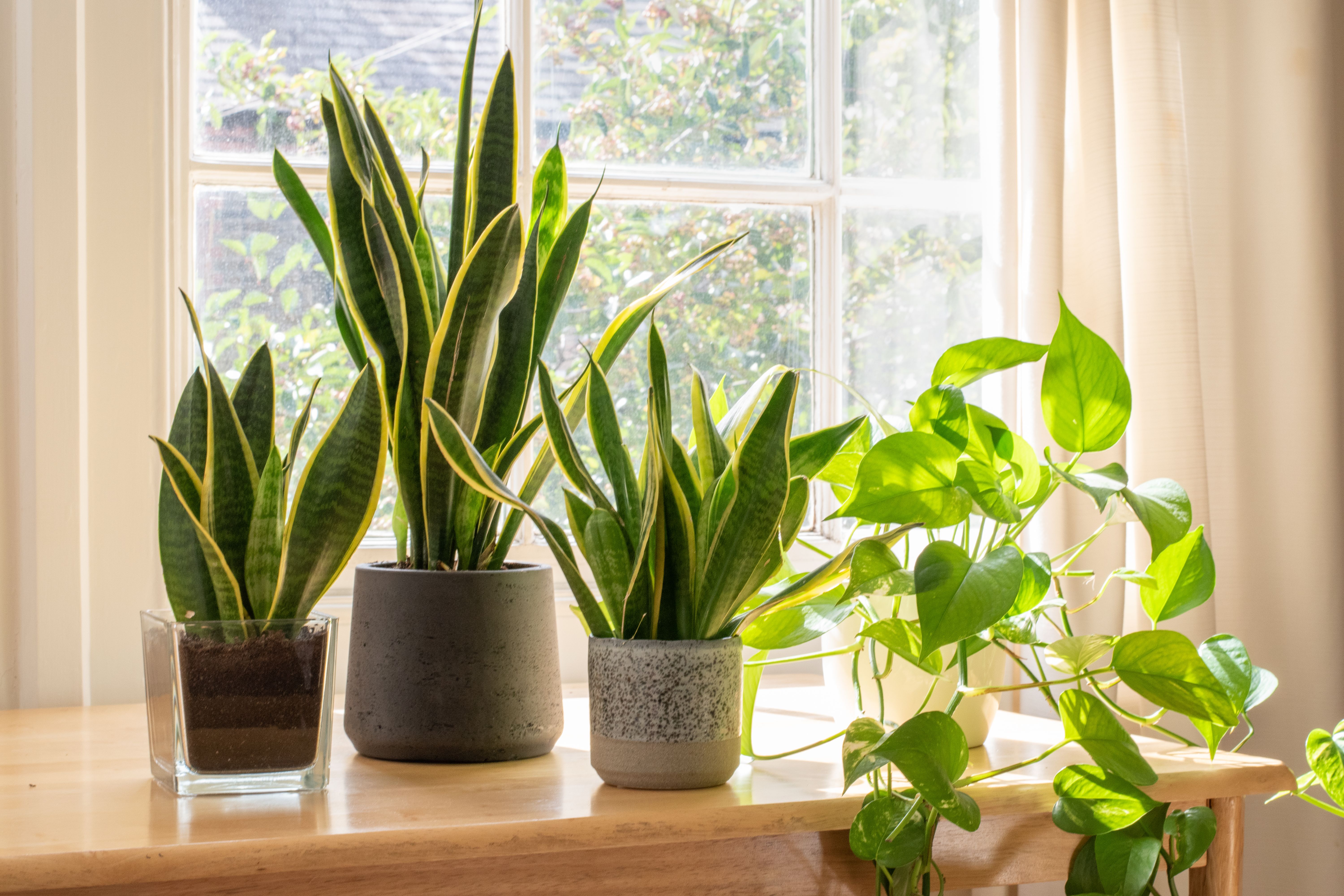 snake plant