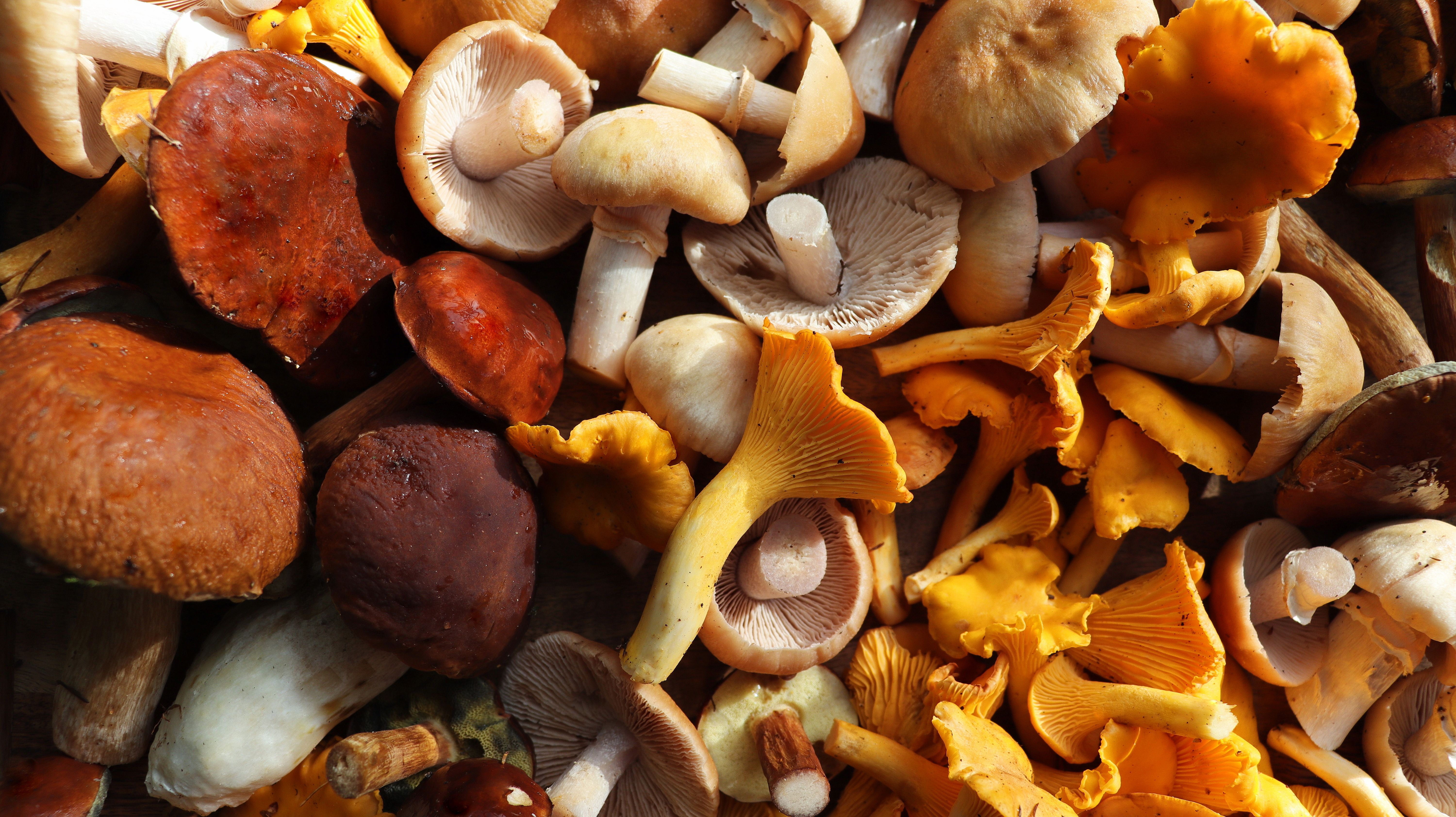 wild mushrooms