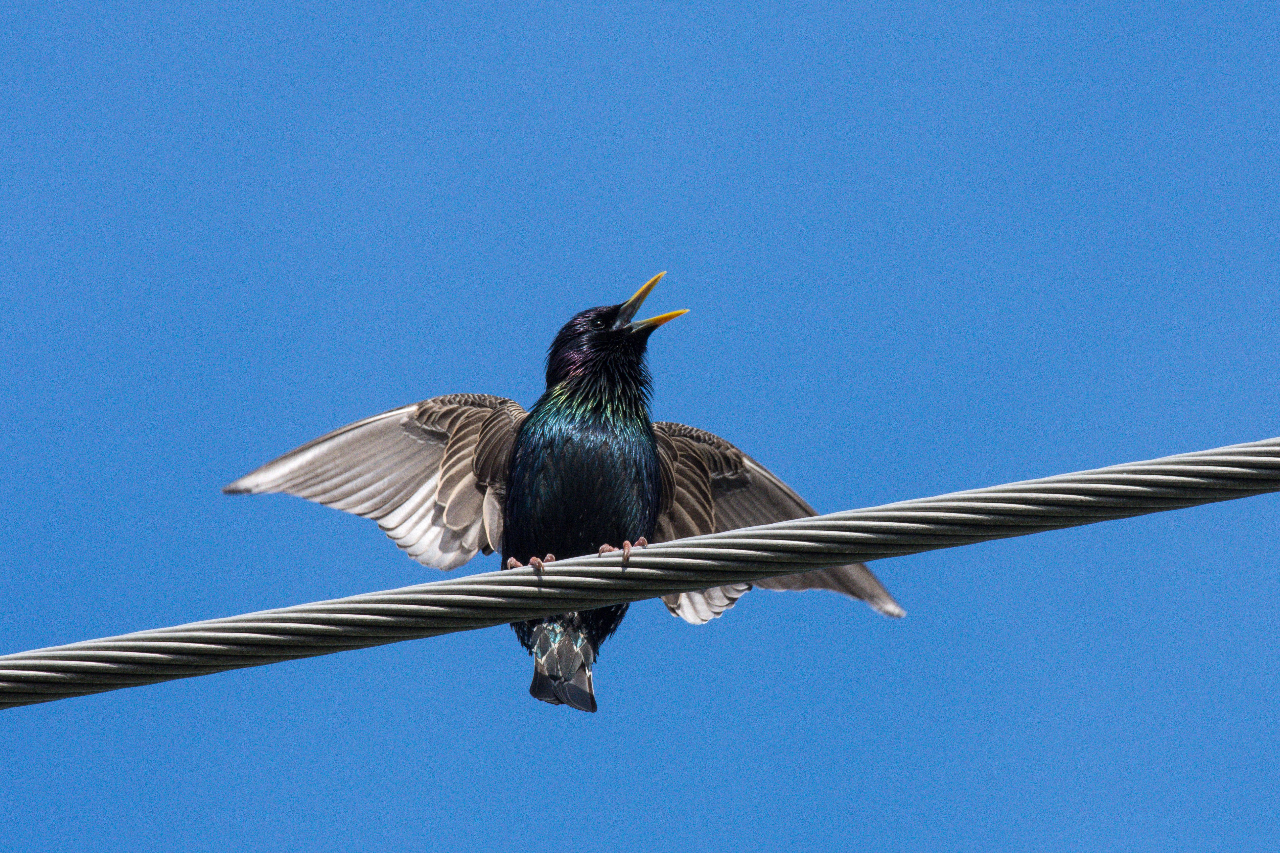 power lines birds