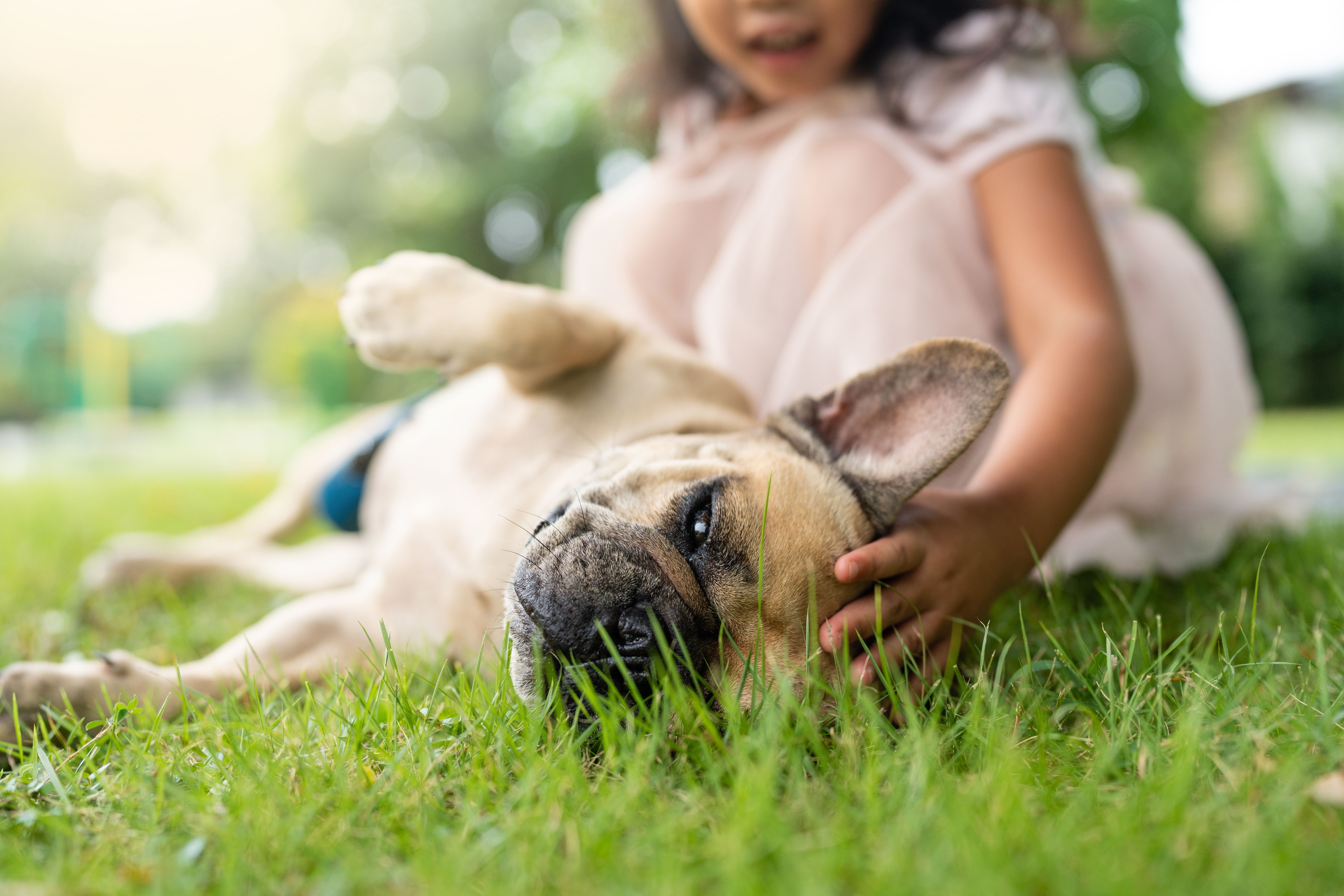 Closeup of a little girl petting an adorable French bulldog lying on grass Closeup of a little girl petting an adorable French bulldog lying on grass