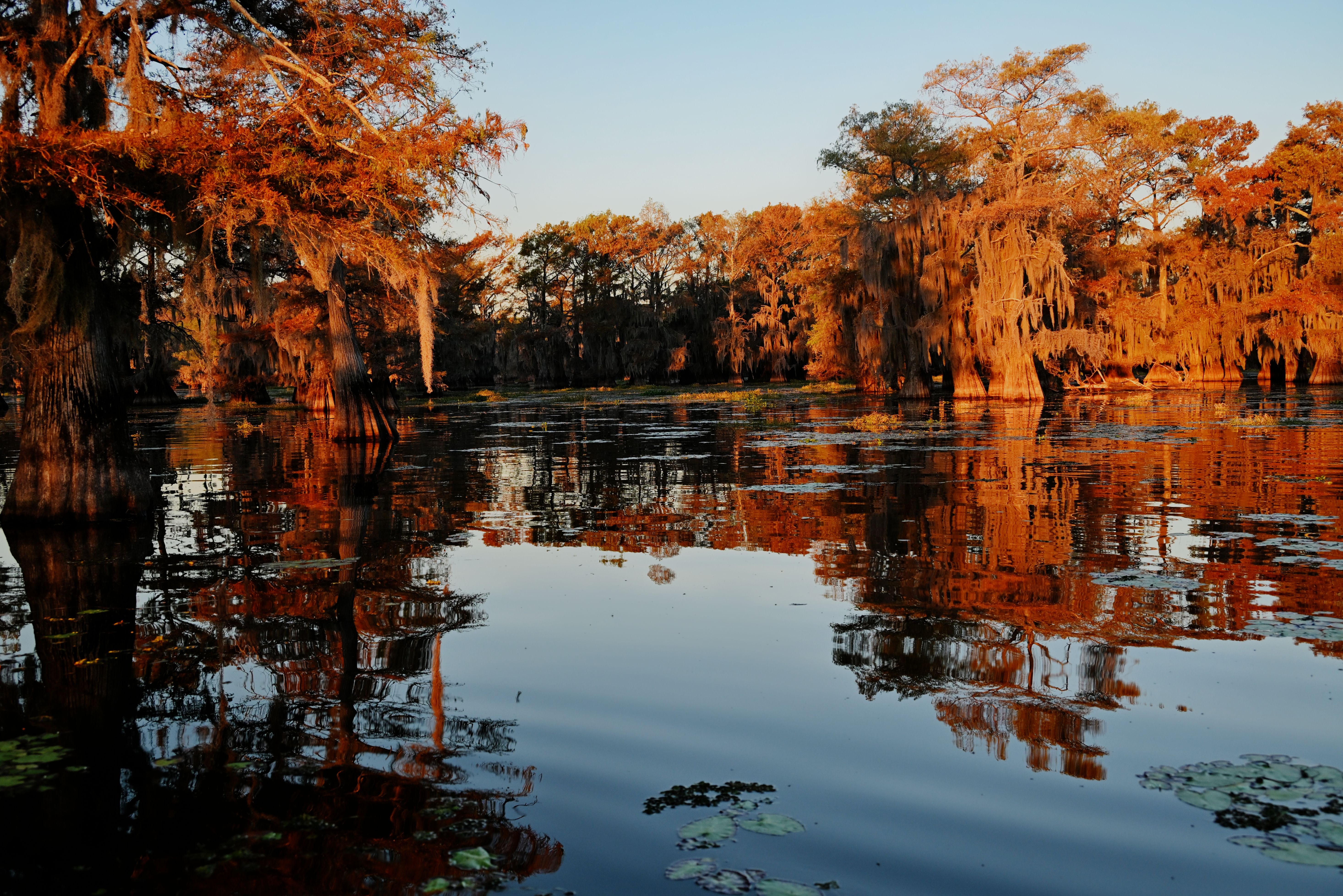 Louisiana autumn trees