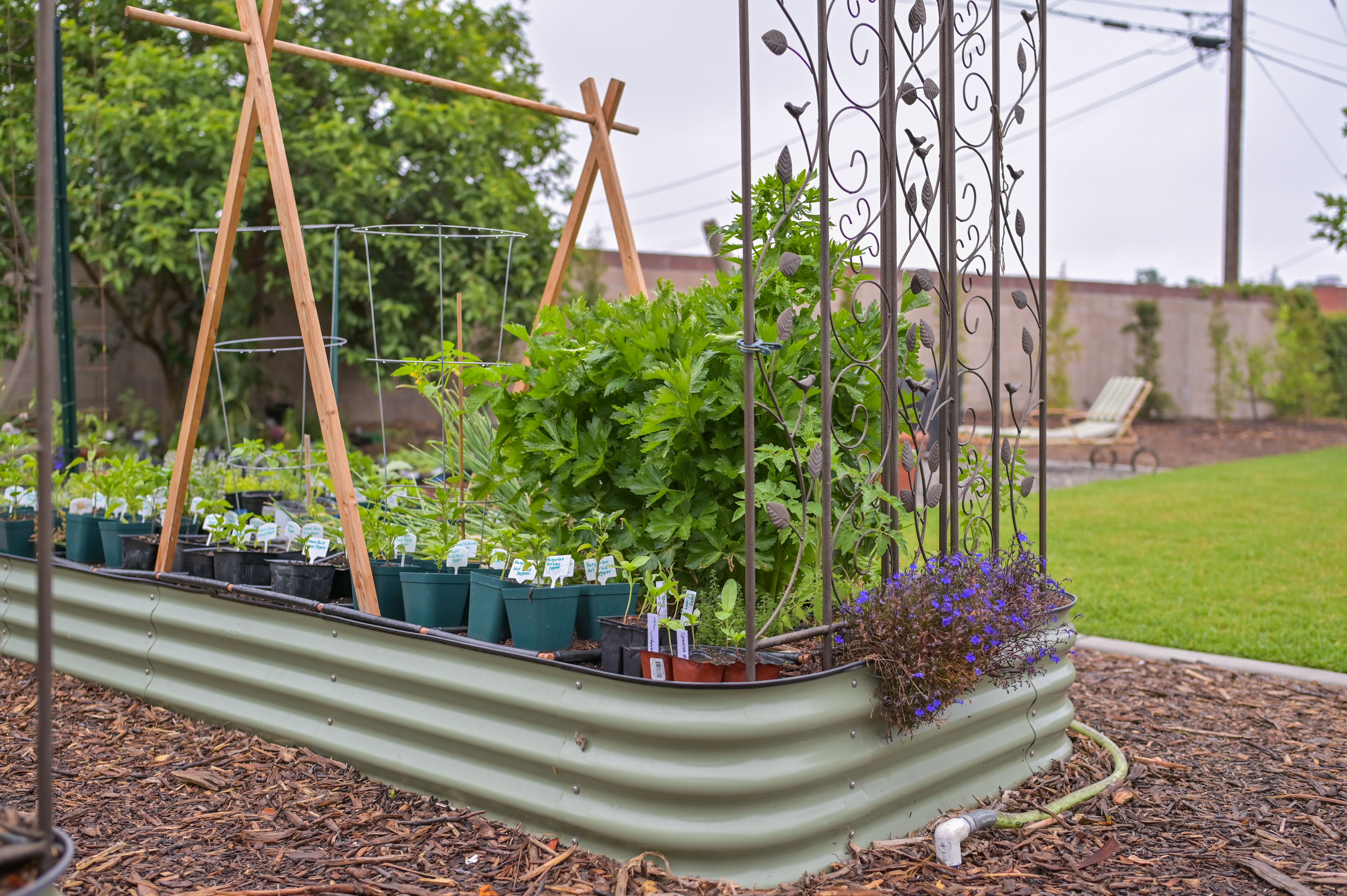 animals permaculture