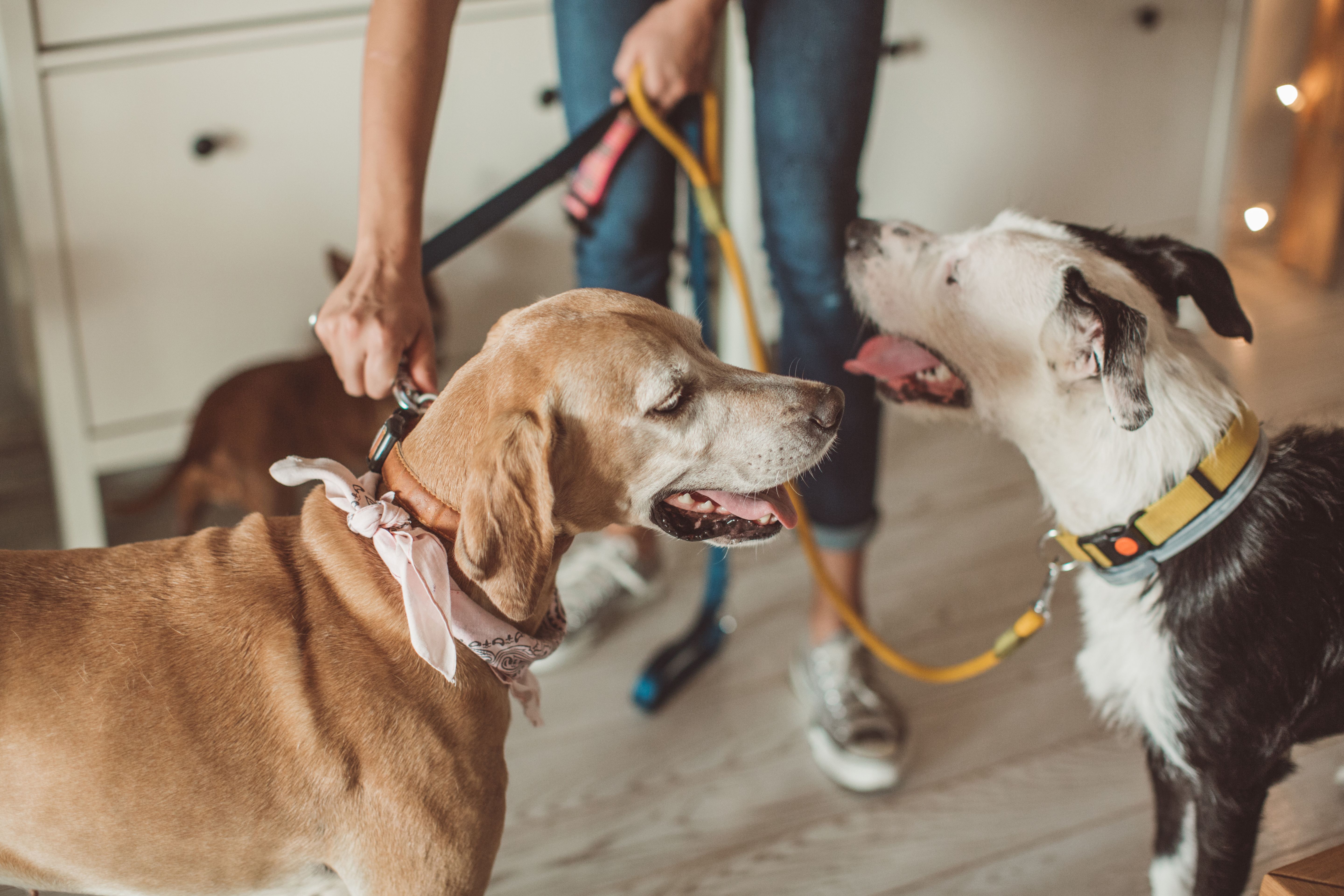 pet care