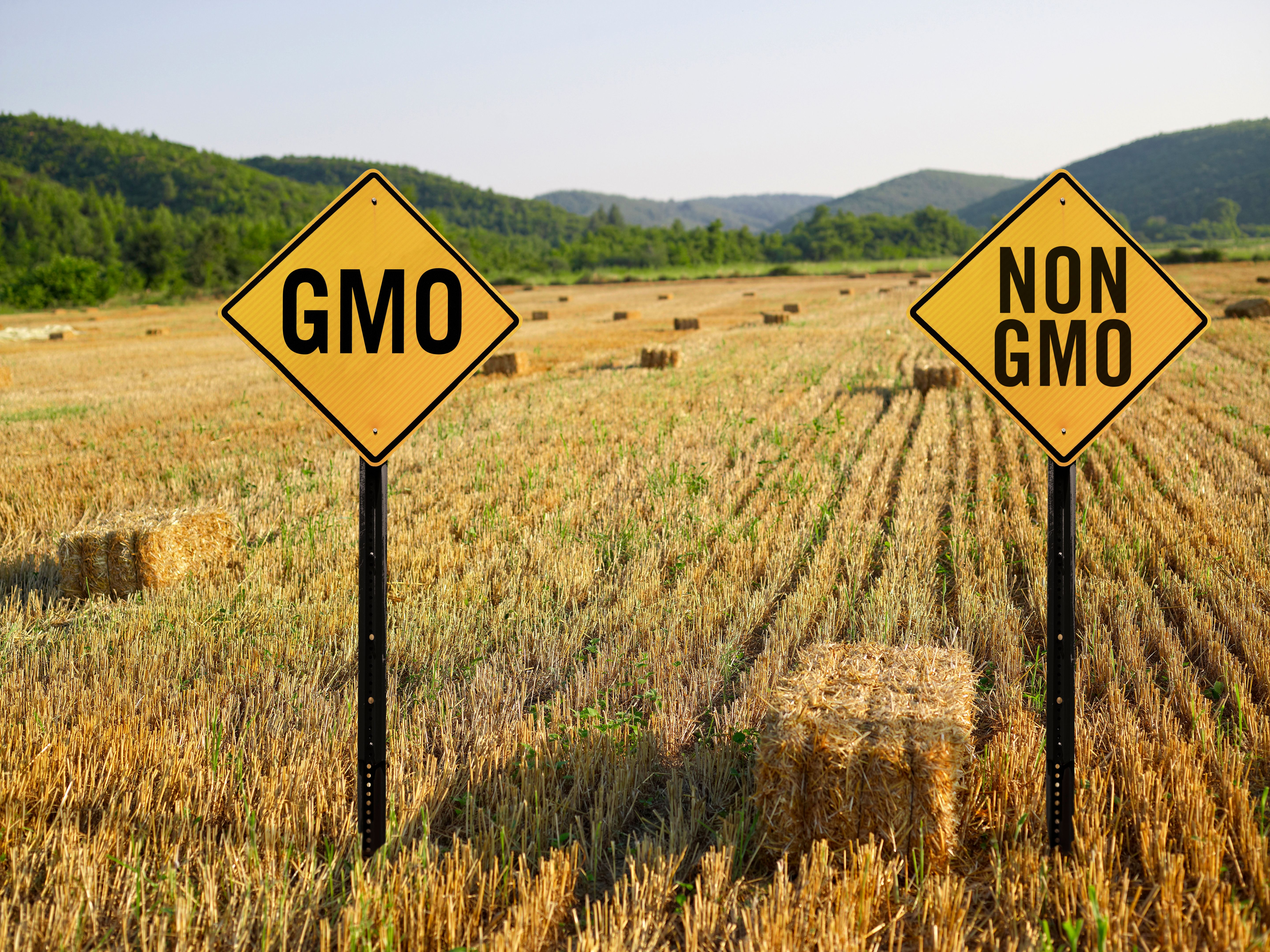 genetically modified crops