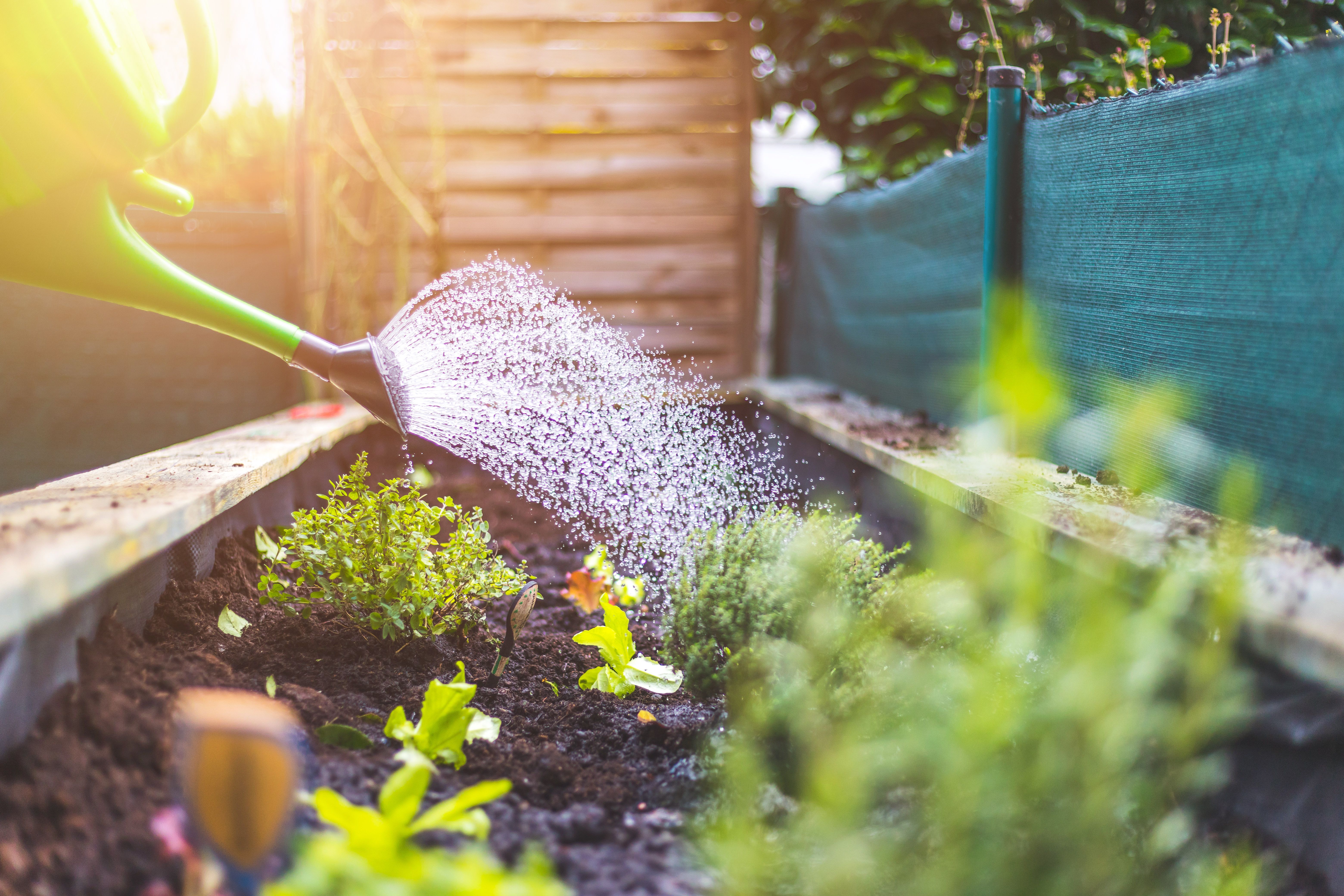 watering garden