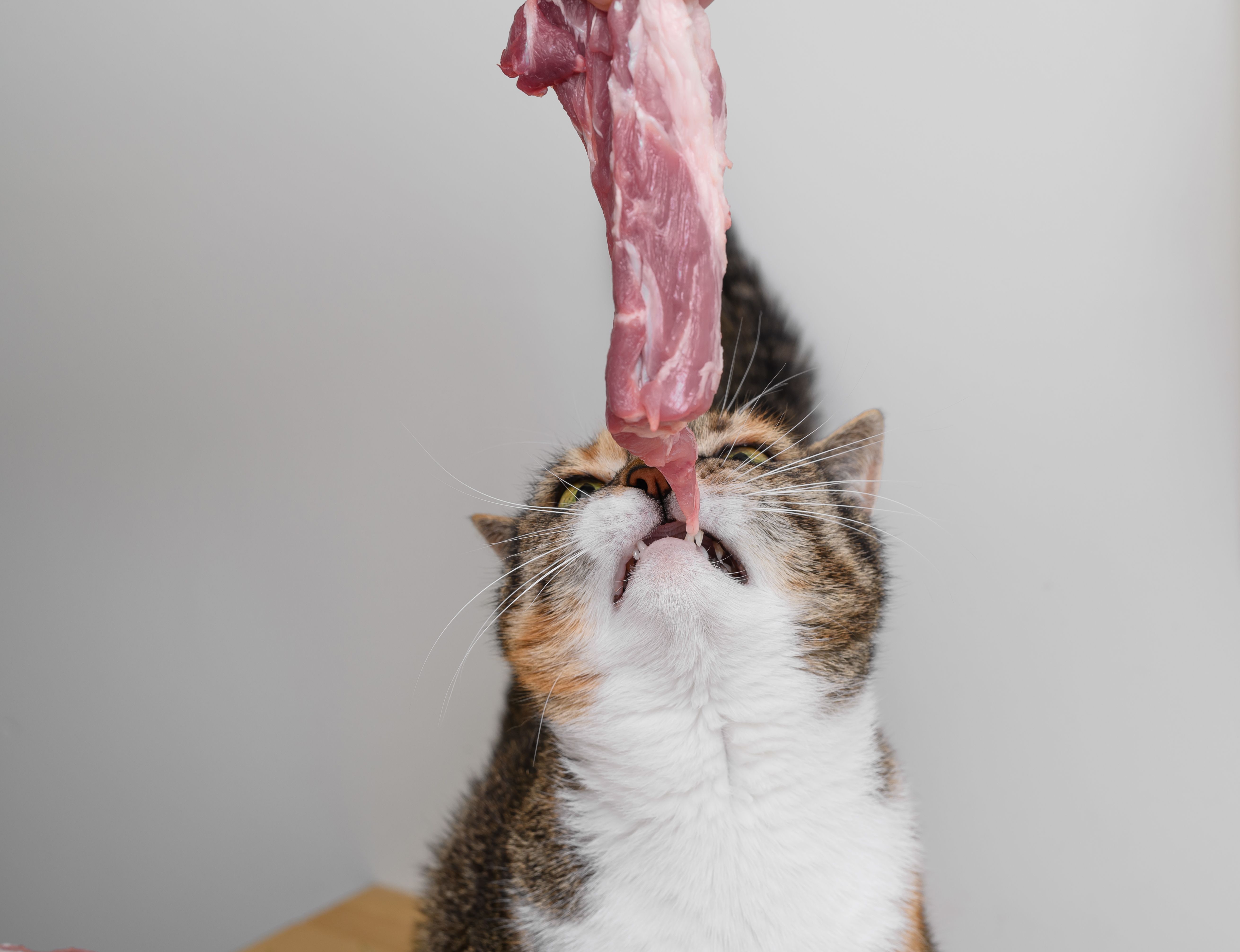 Cat diet, barf, raw meat, unprocessed food, well-groomed feline friend, domestic predator carnivorous creature