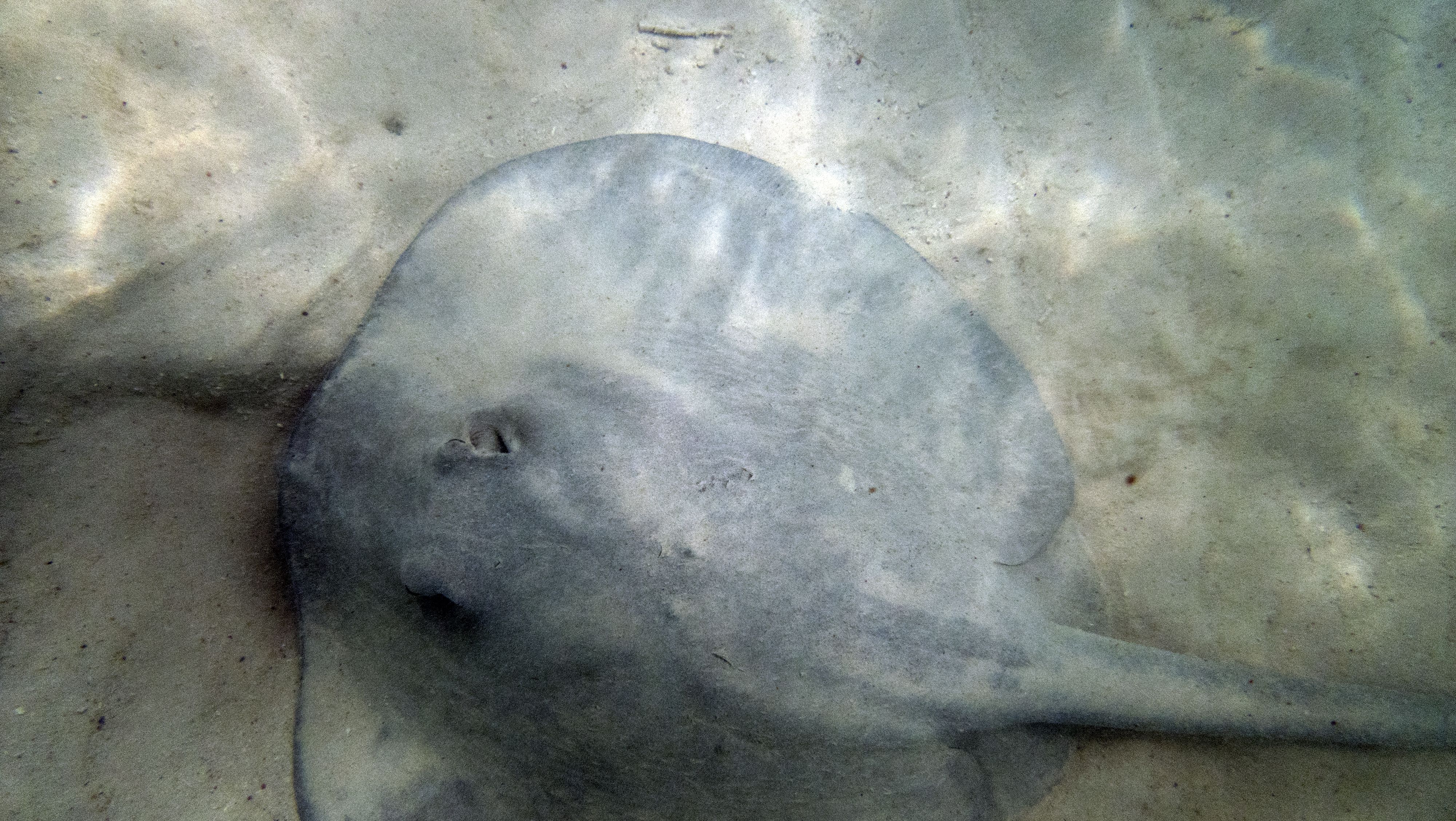 stingray dish