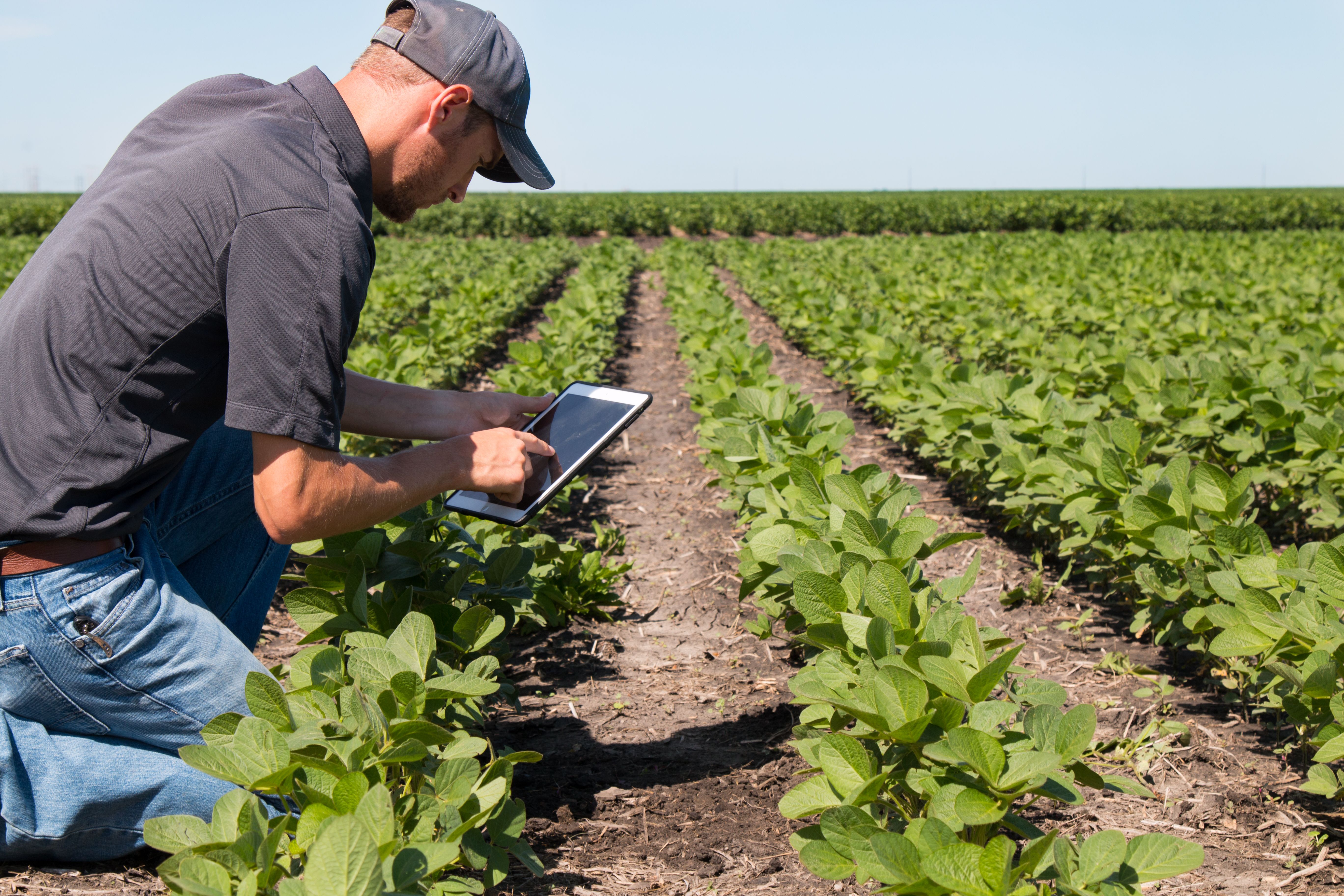 gmo agriculture