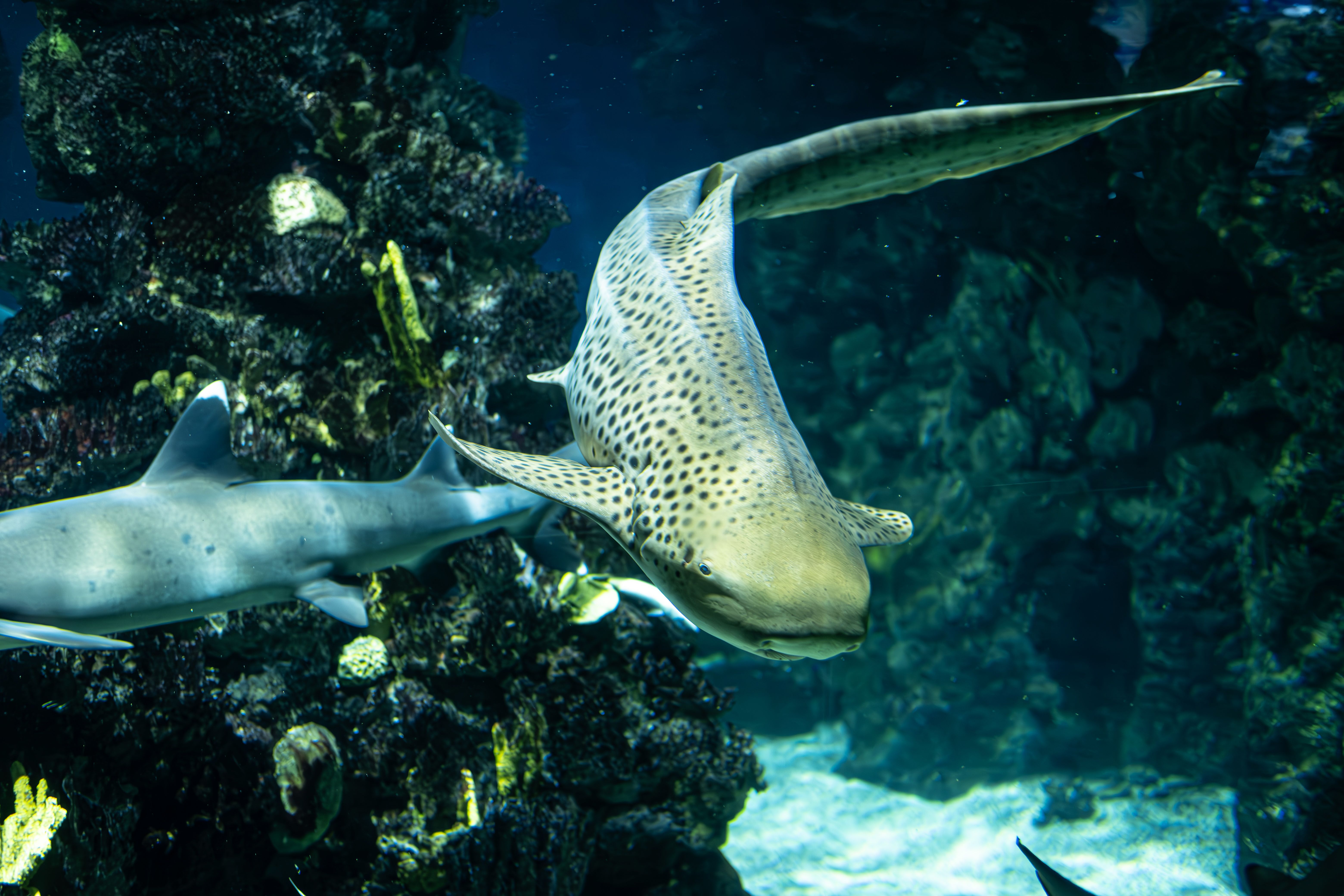 stingray encounter
