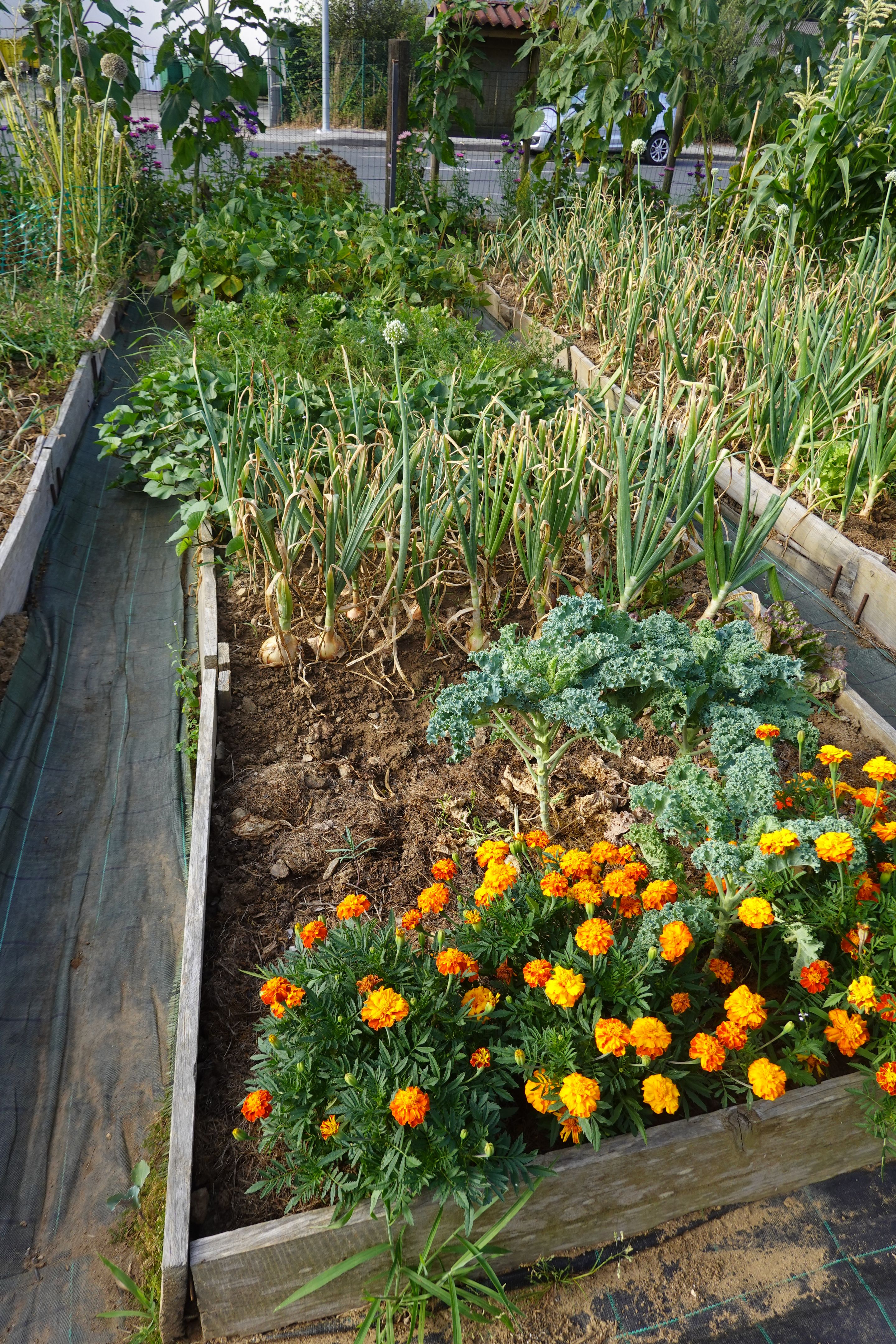 permaculture garden