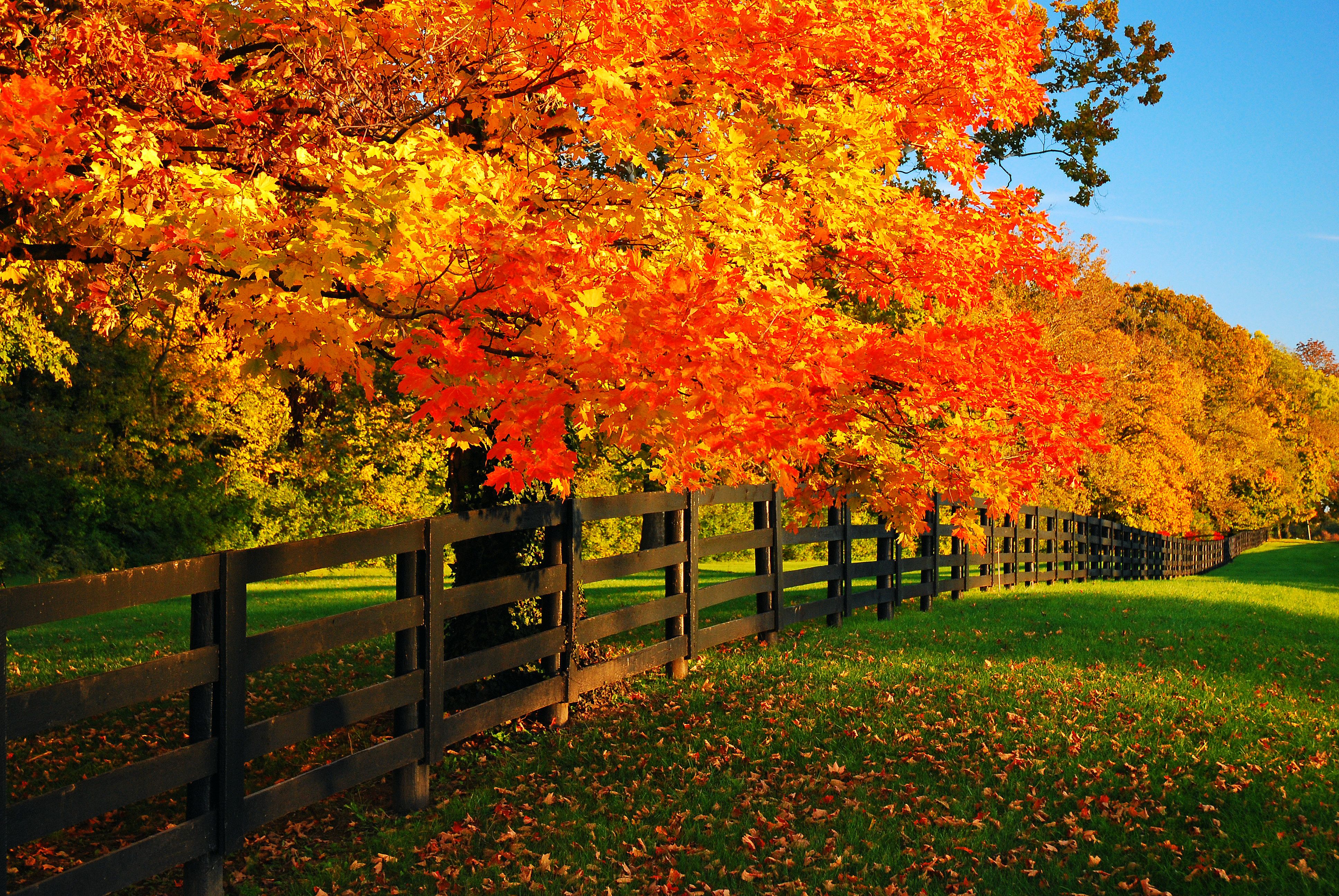 autumn leaves fence