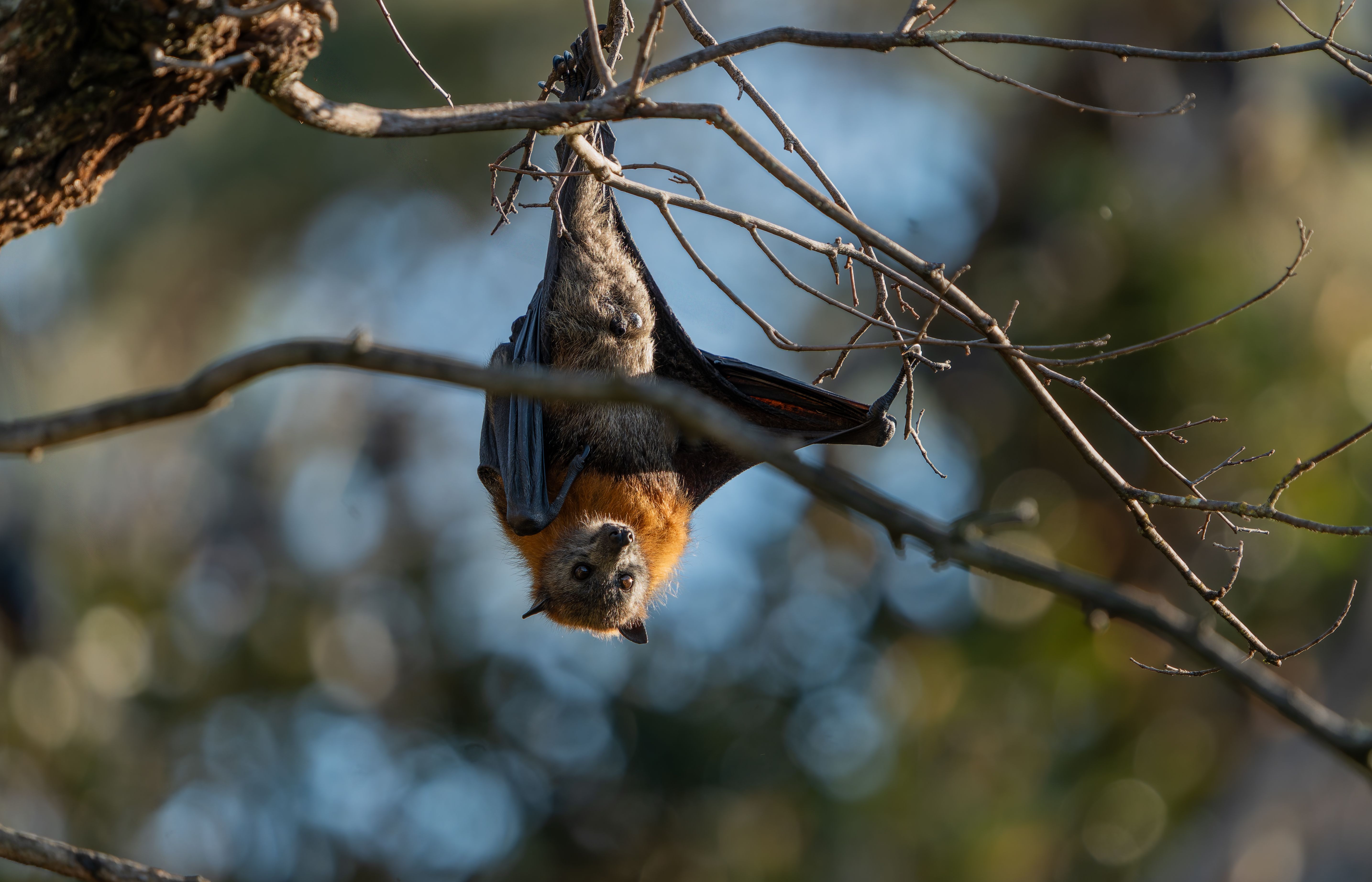 wildlife photography