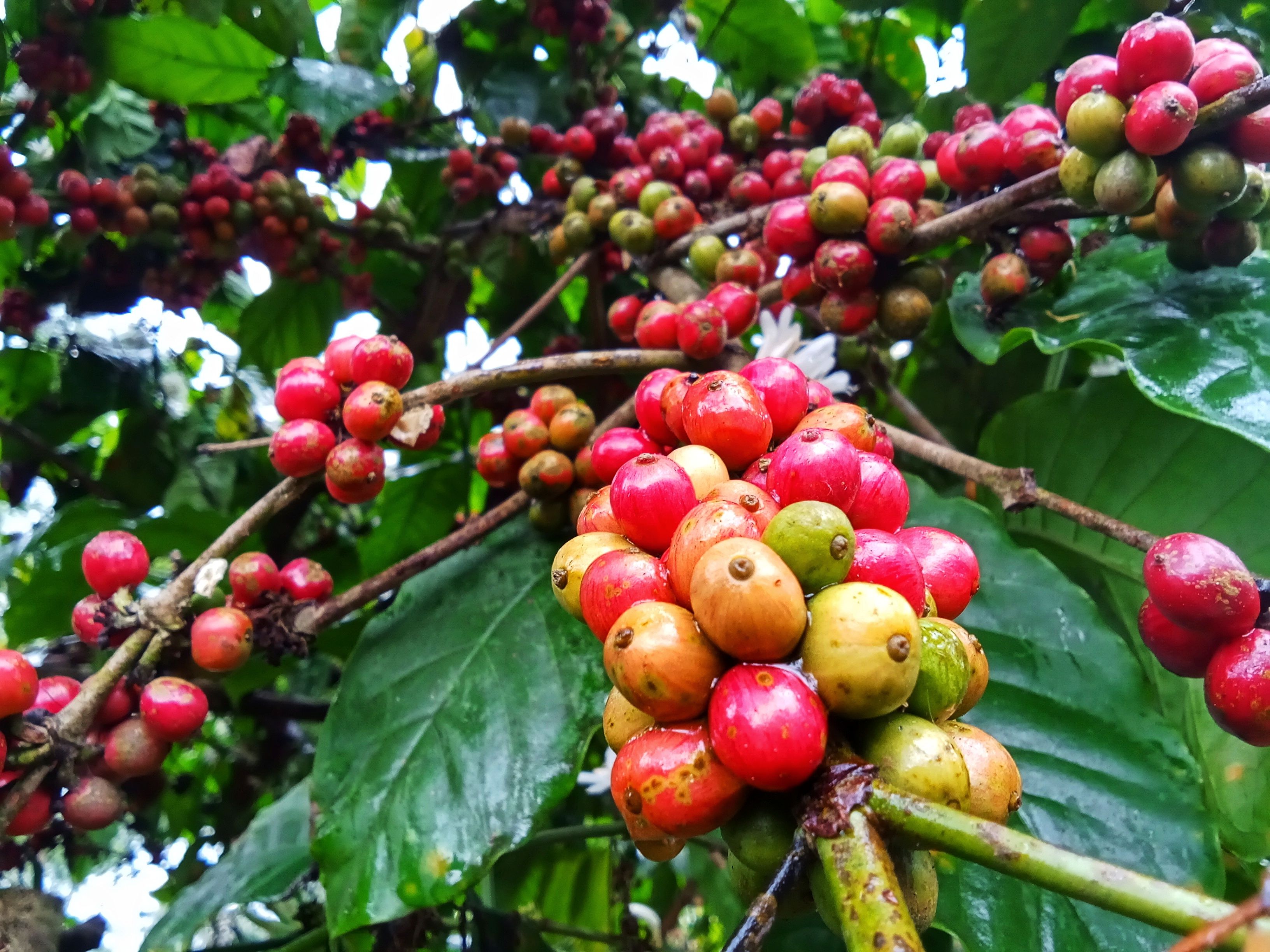 organic coffee farms
