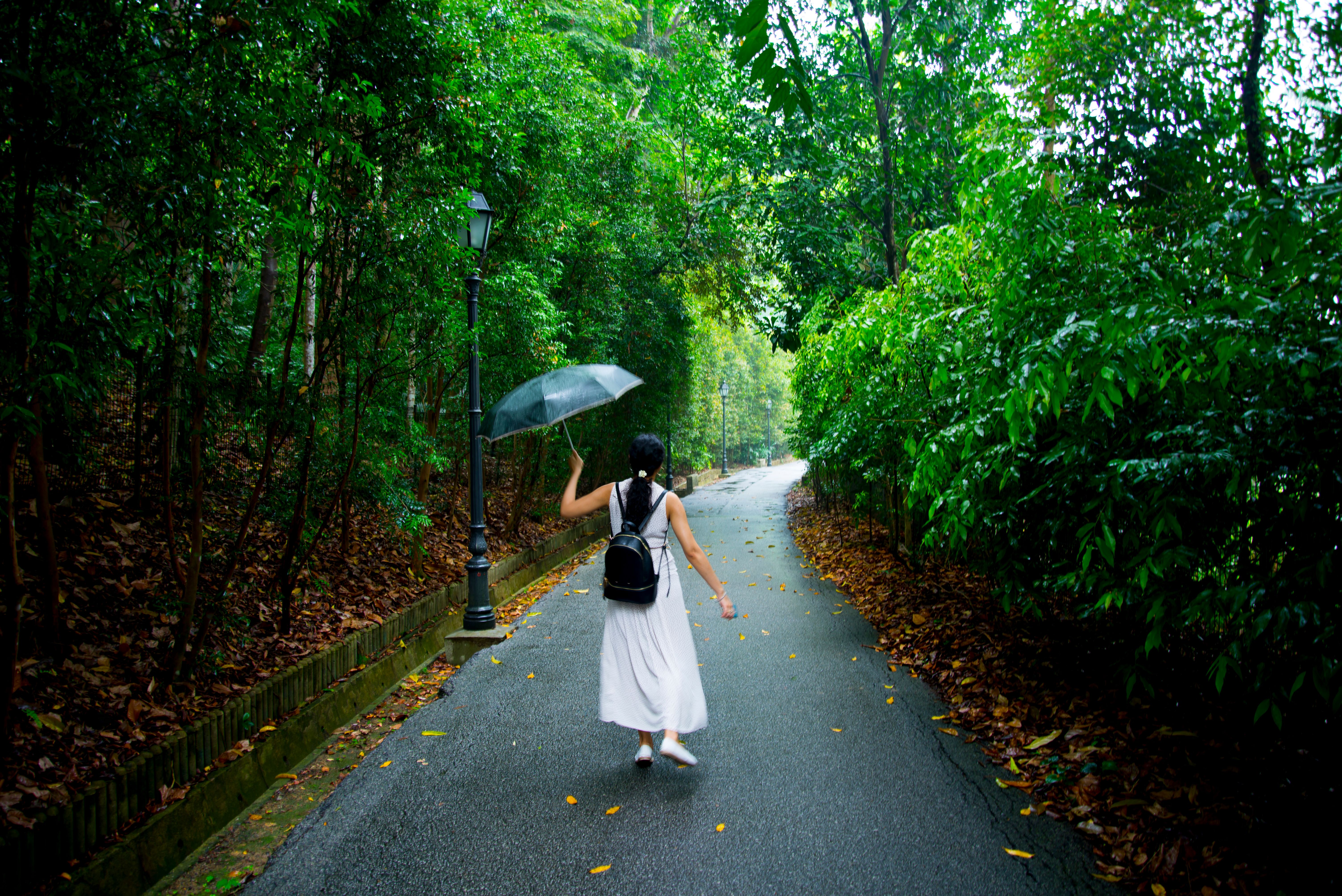 Rear View Of Woman Holding Umbrella While Walking On Walkway Amidst Trees