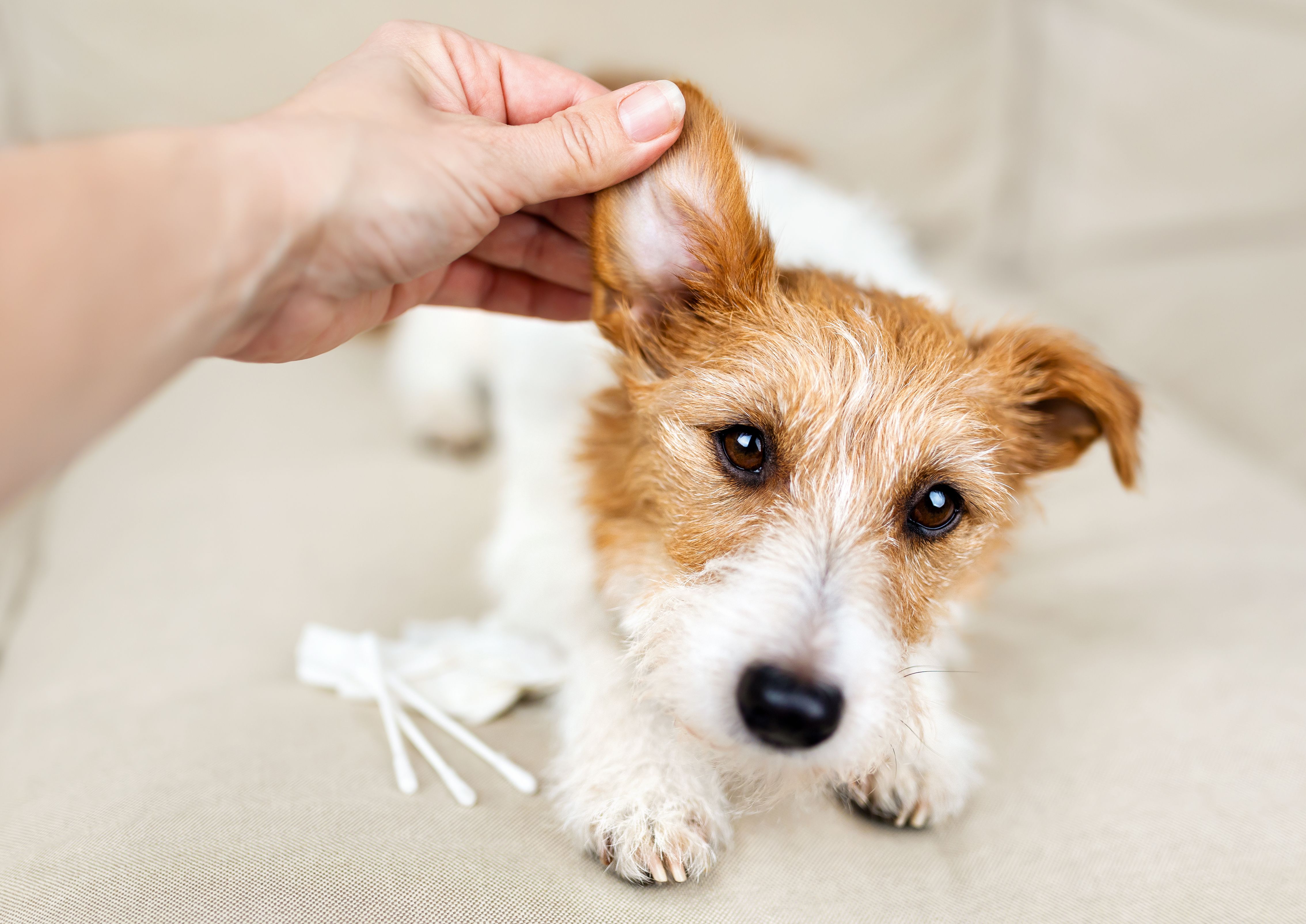 pet ears cleaning