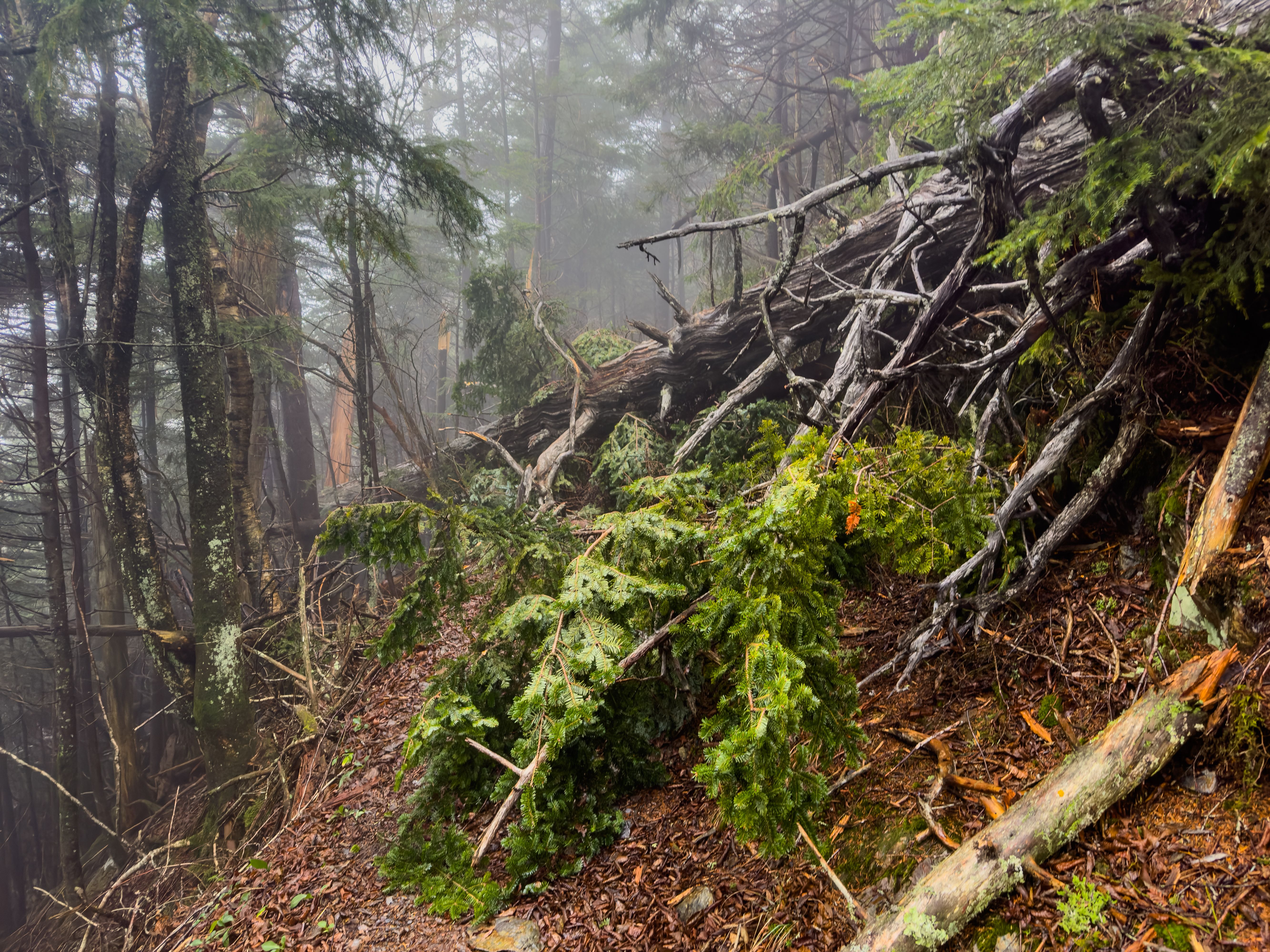 Freshly Downed Tree Cover Appalachian Trail During Rain Storm