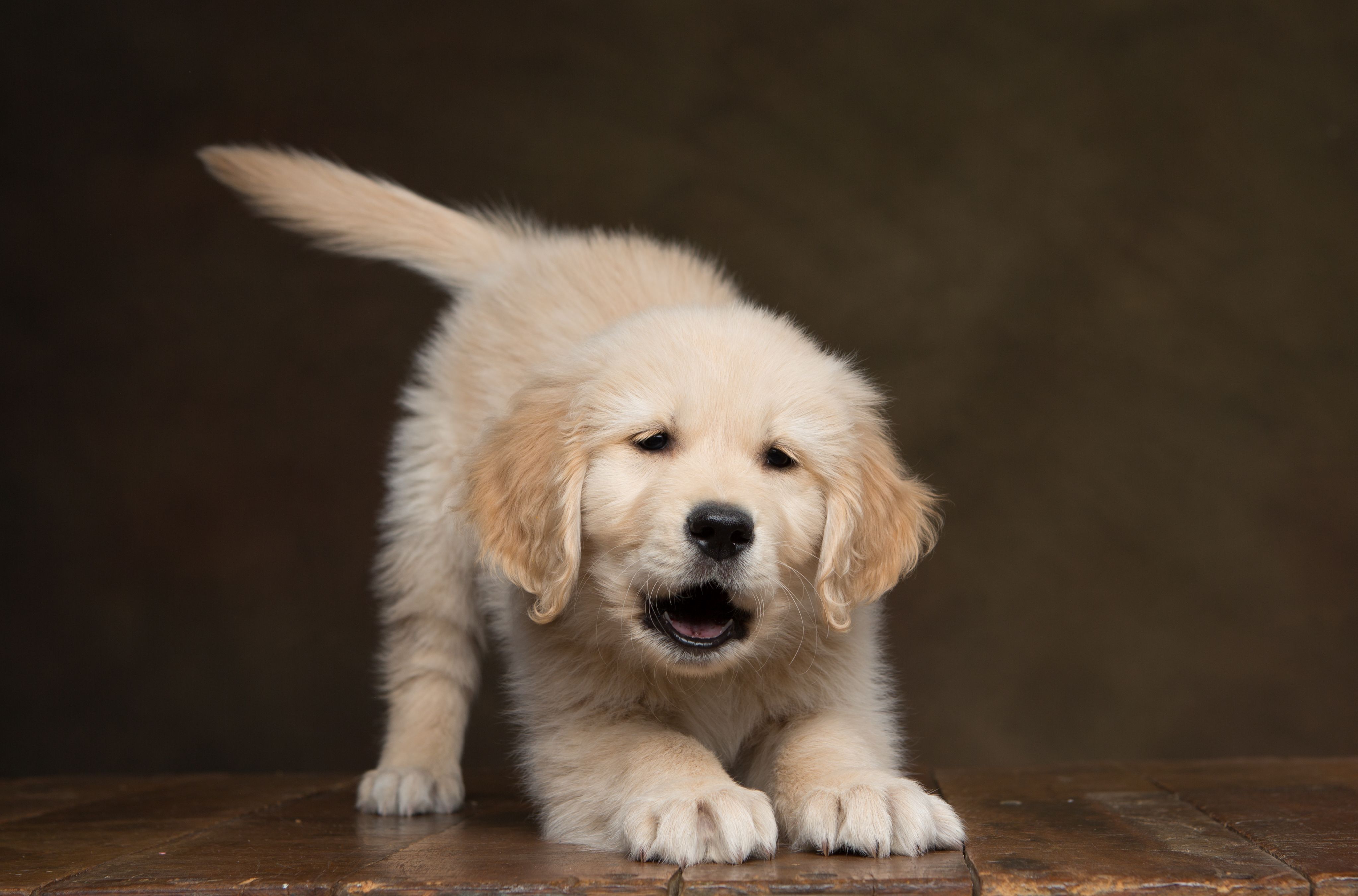 golden retriever puppies