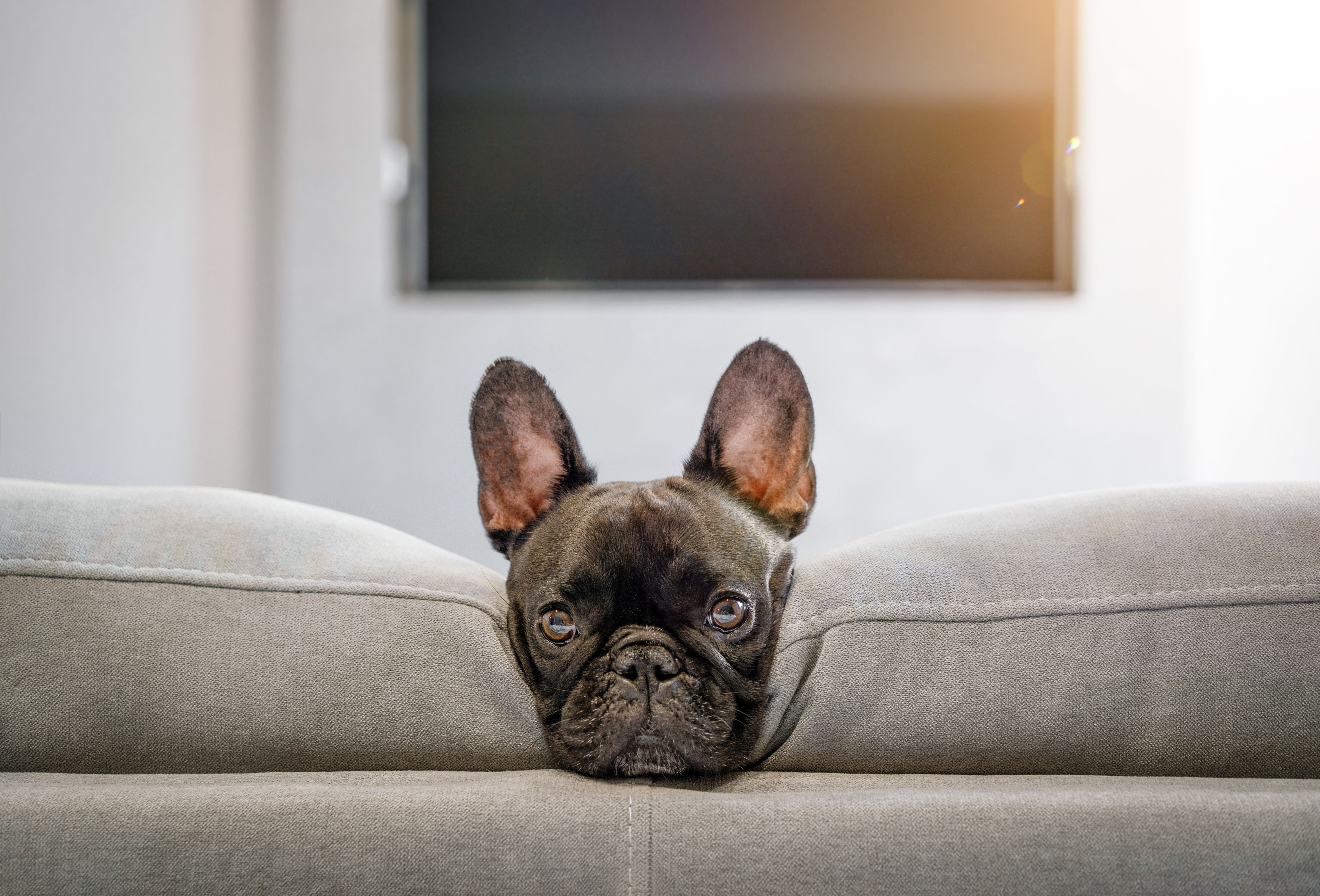Cute french bulldog on couch at home Cute french bulldog on couch at home