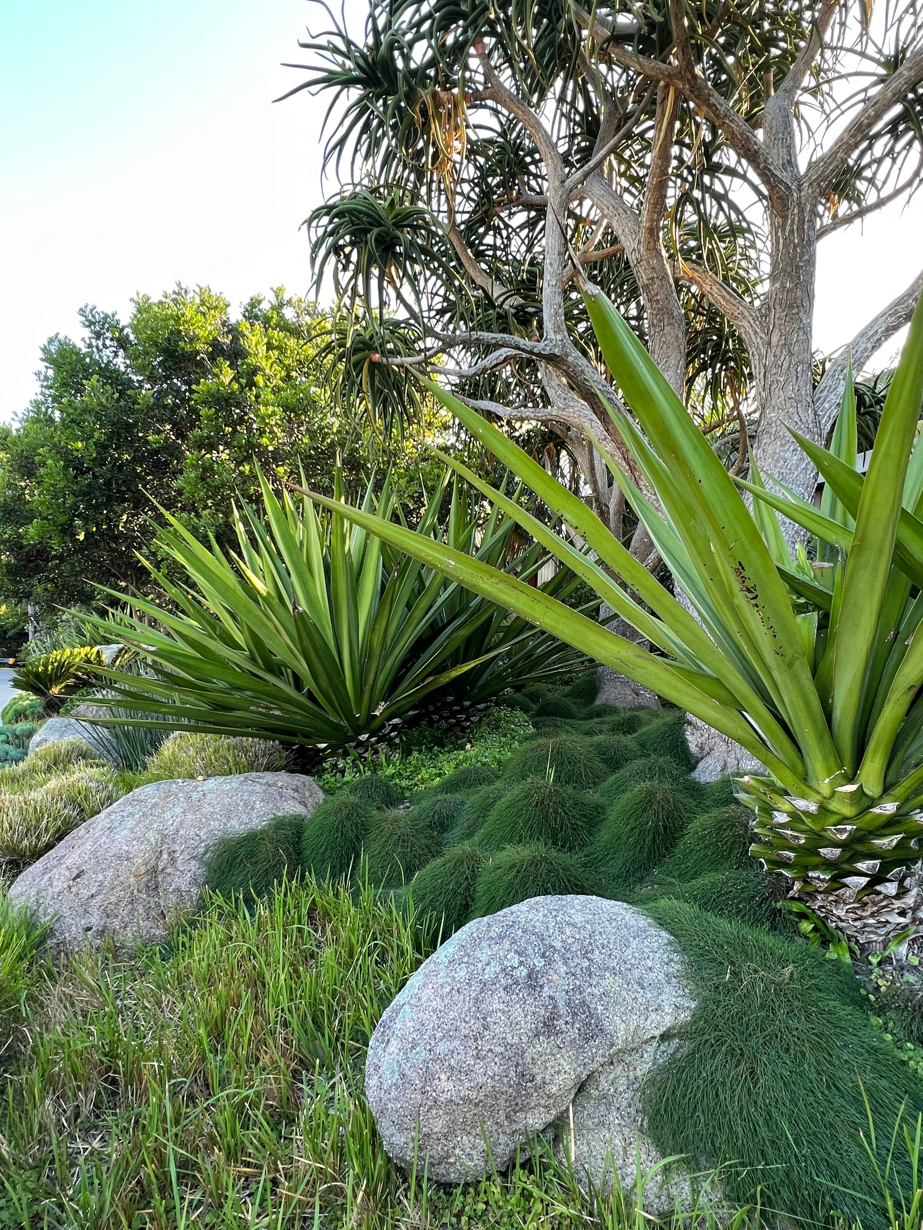 landscaping native plants