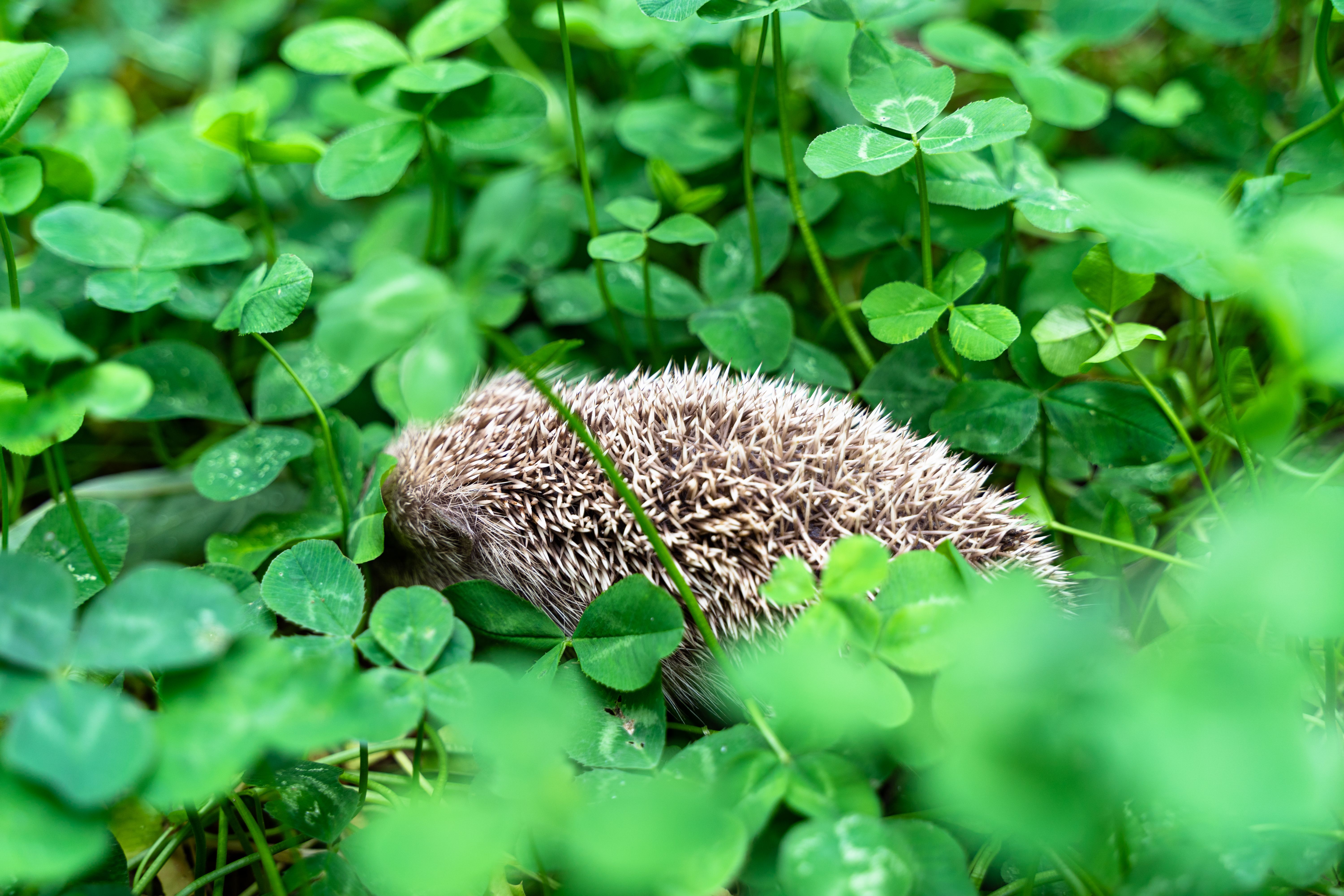 Hedgehog grass clover
