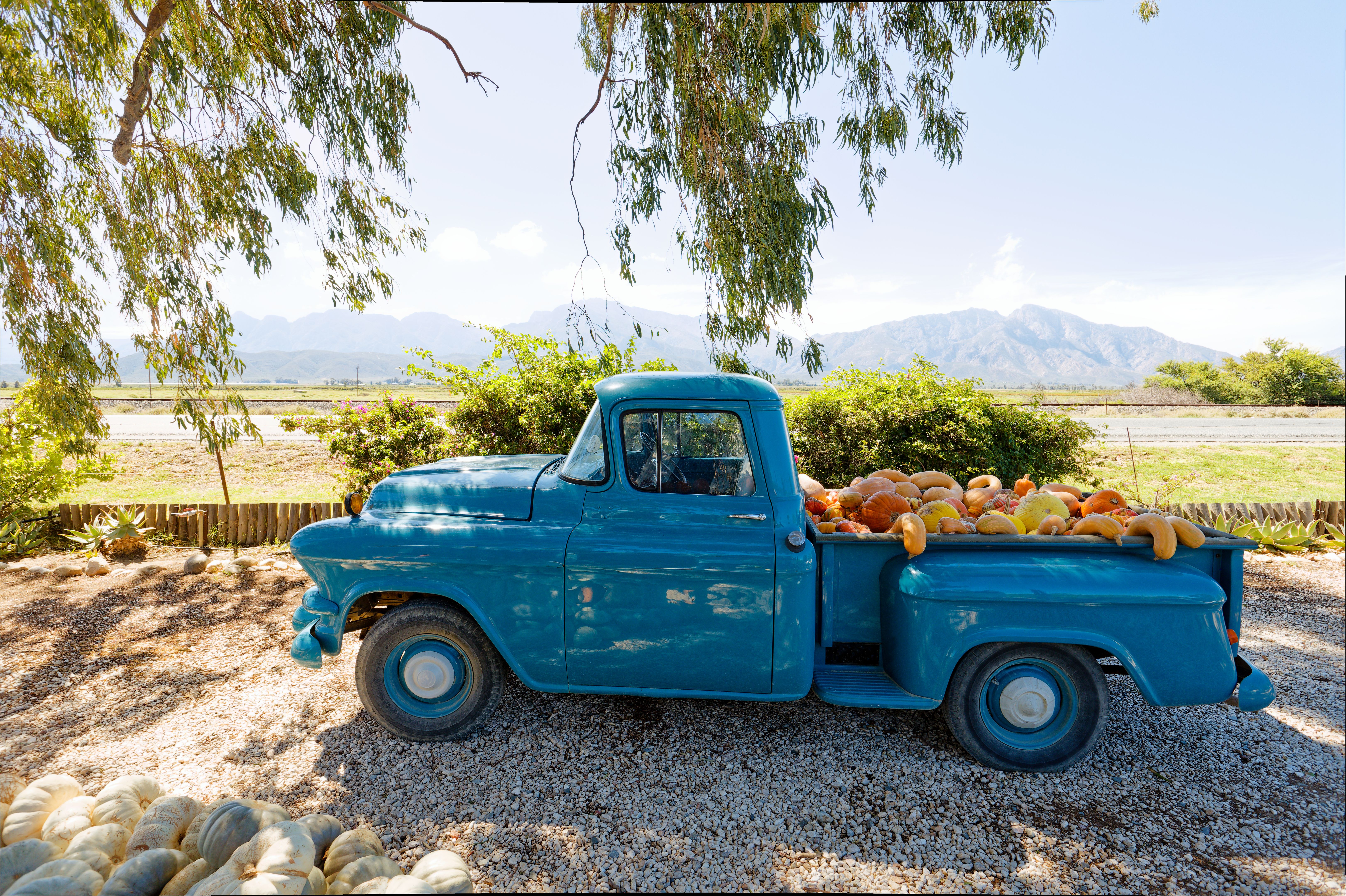 A vintage blue pickup truck loaded with colorful squash & pumpkins, with vast field & mountains in the background. Happy Thanksgiving from Train Station Pest Elimination, Phoenix North Valley Veteran Owned  Pest Control