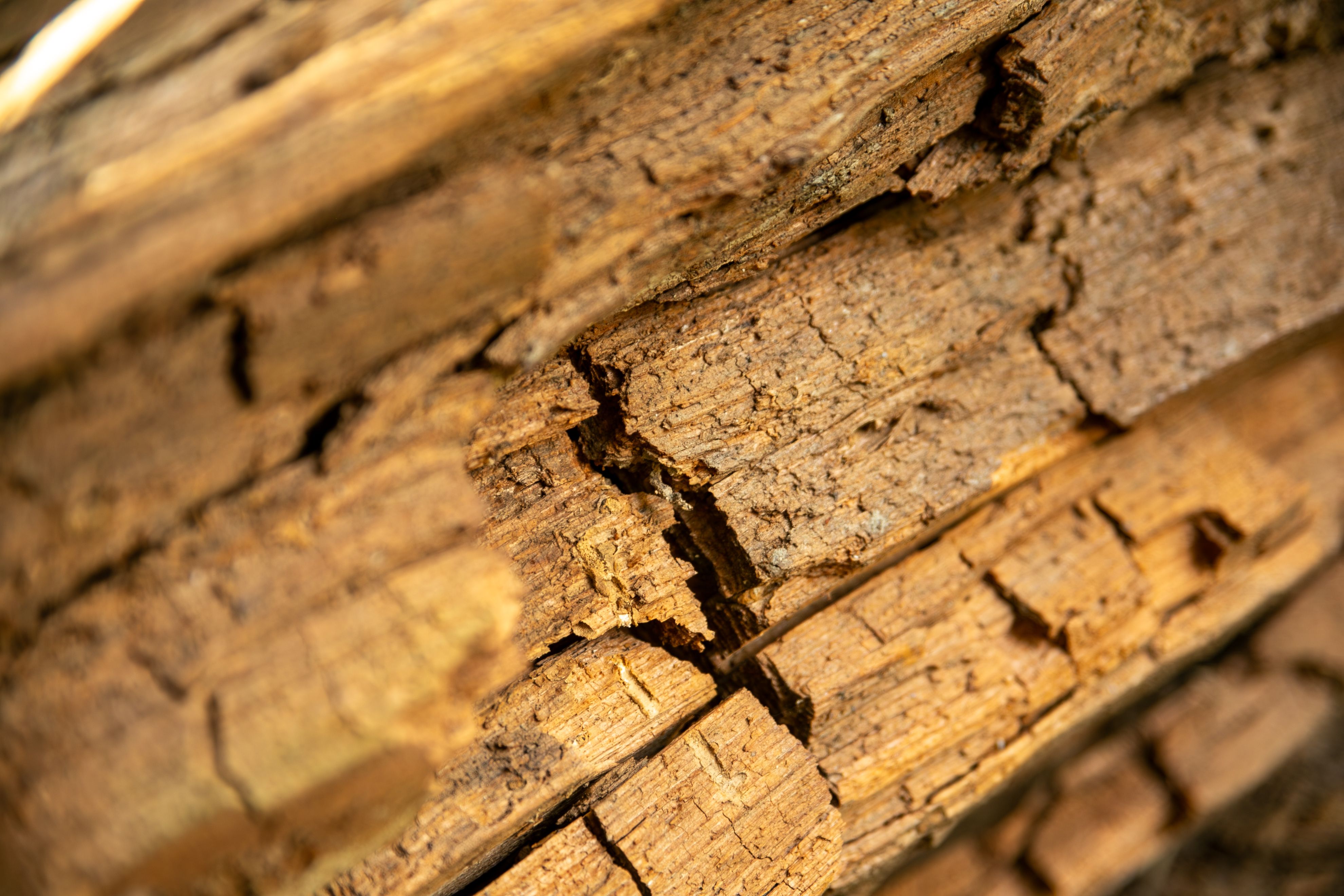 wood rot