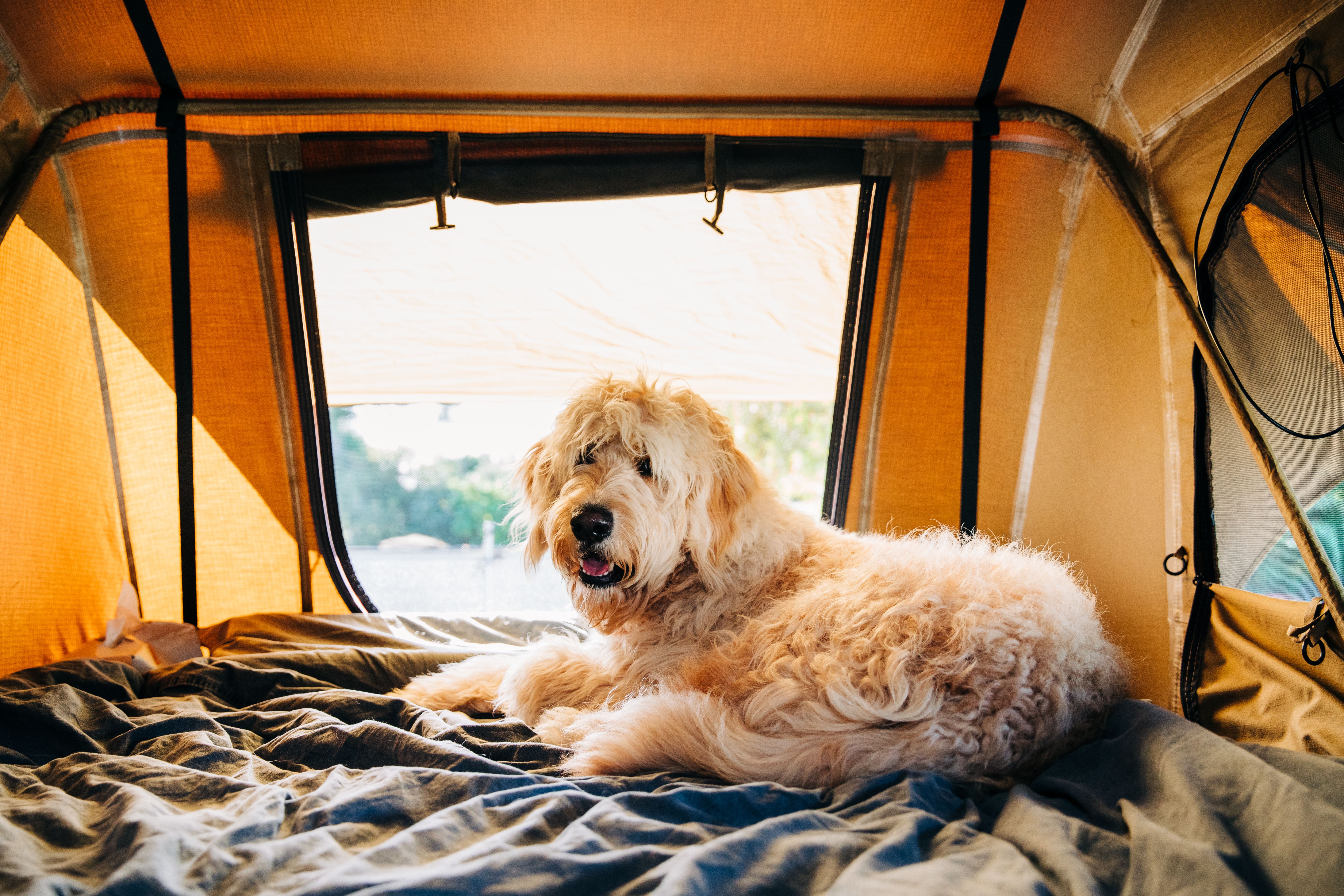 camping with dogs