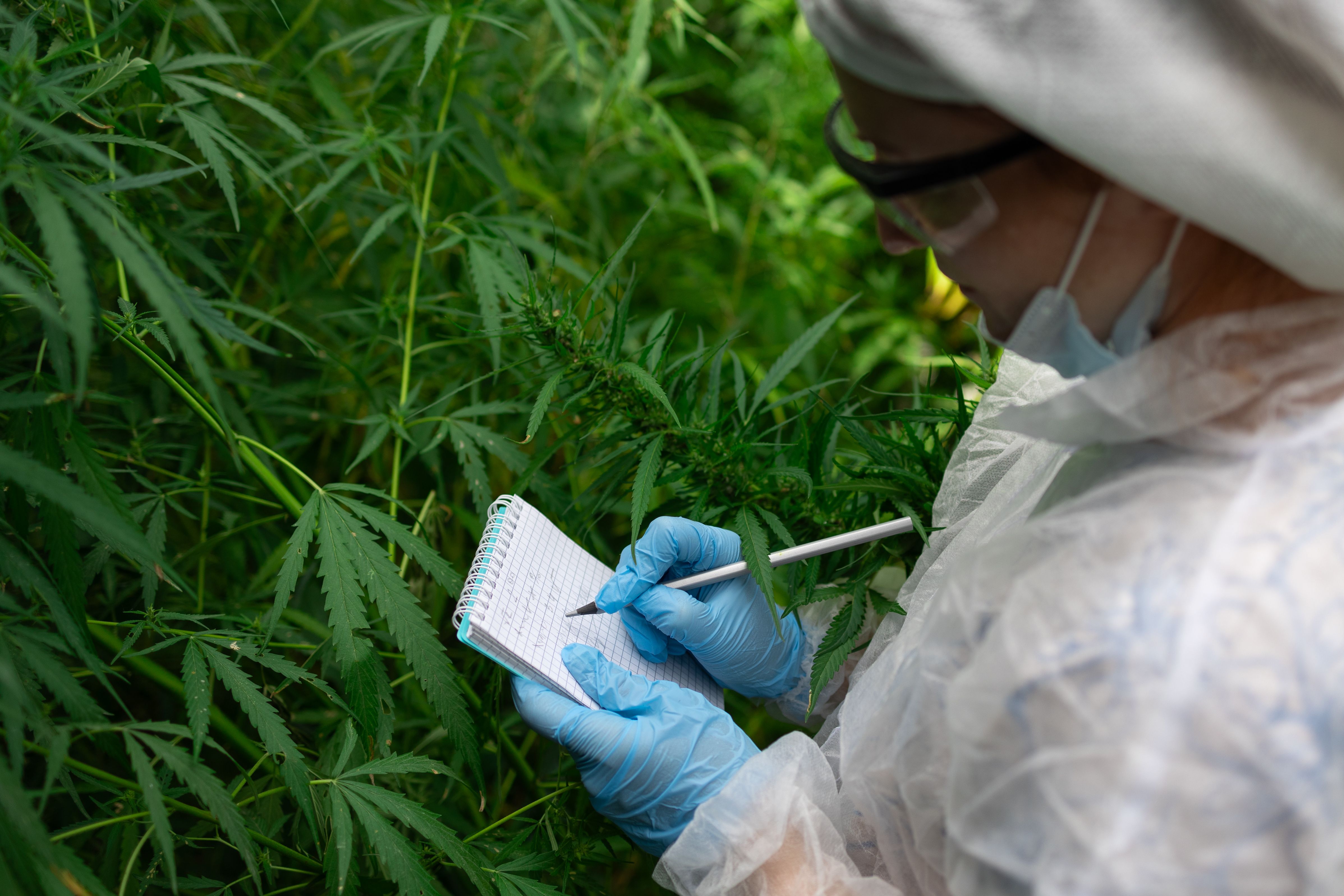 high quality cannabis