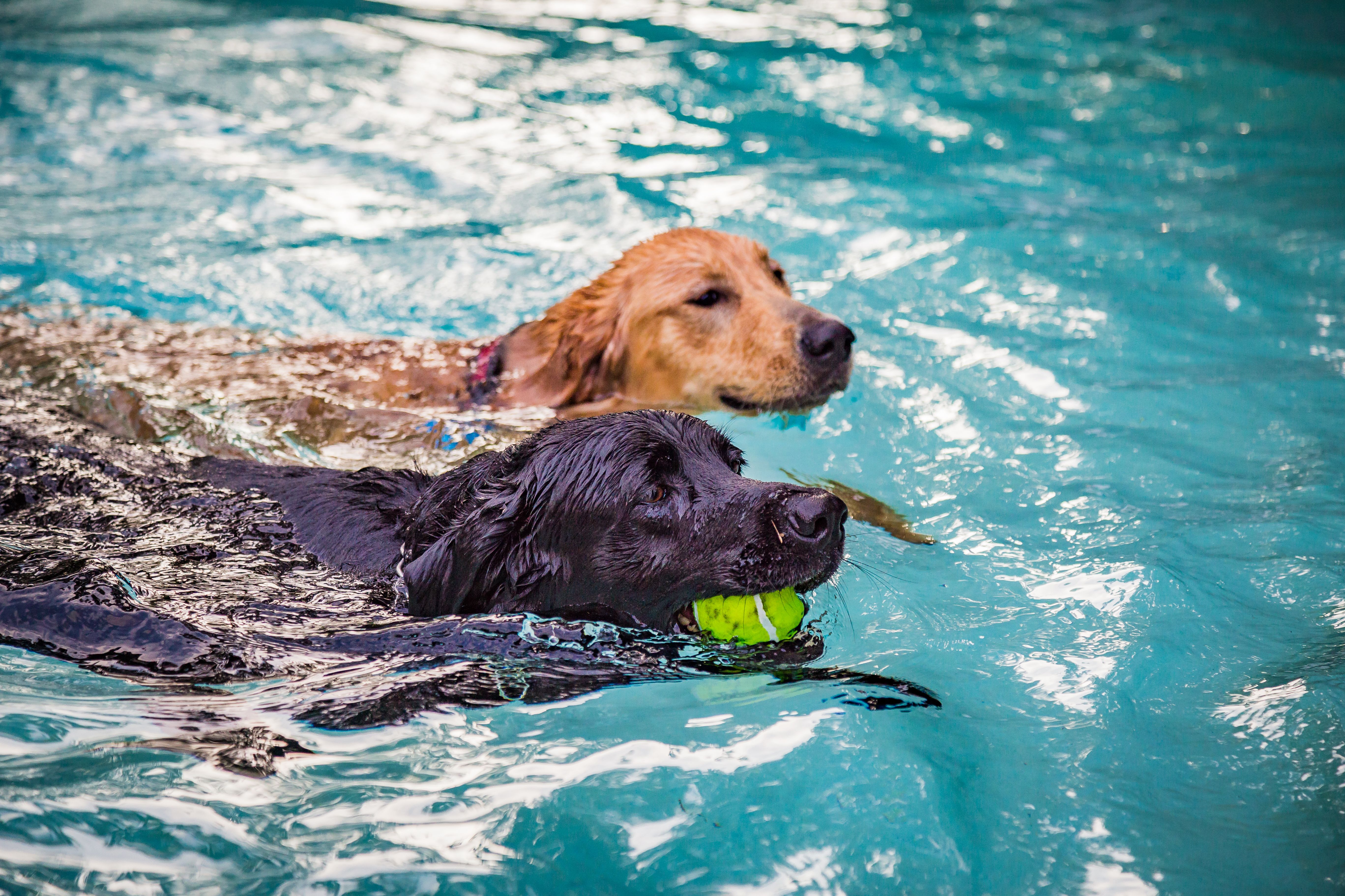 dogs swimming