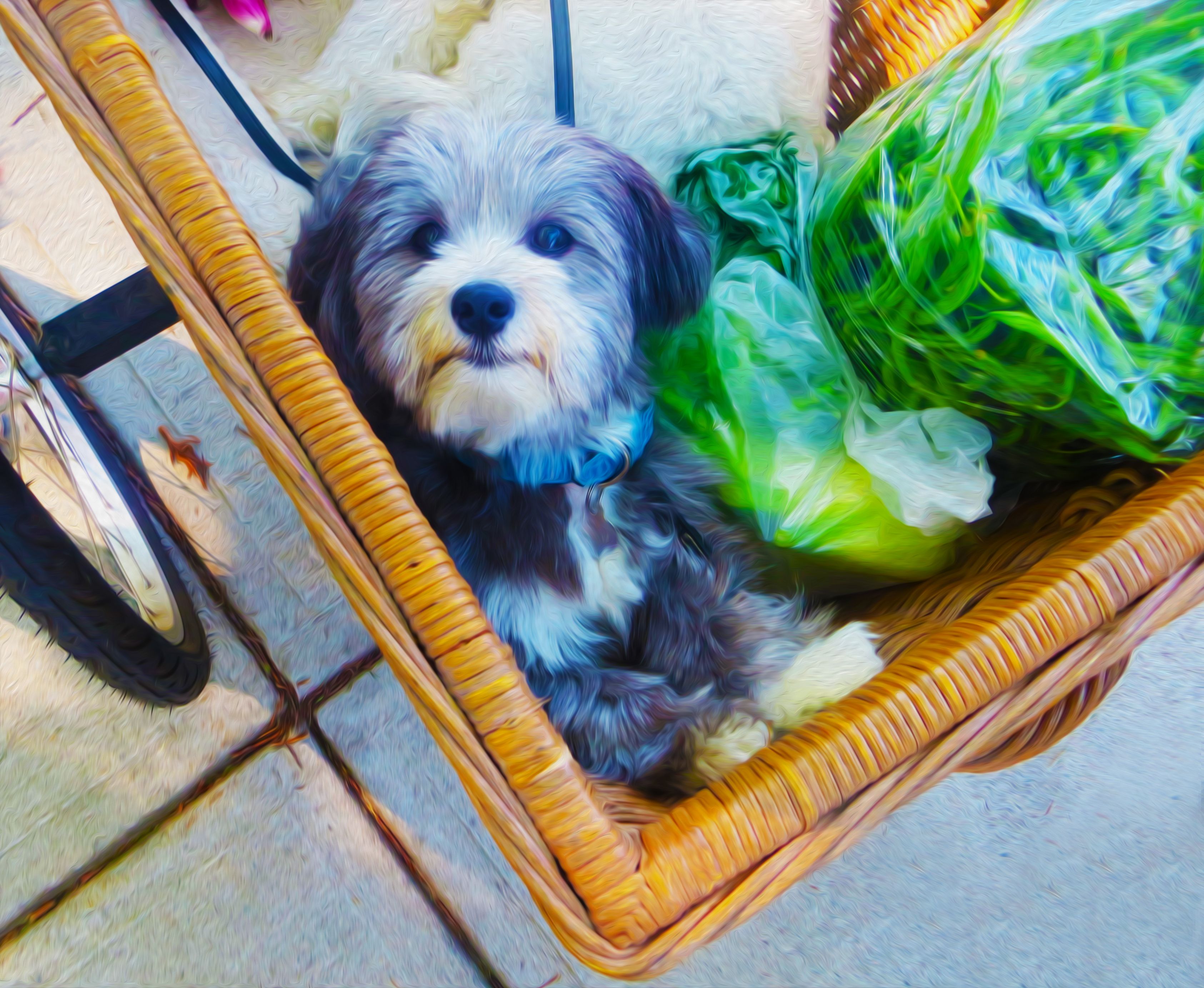 farmers market dog