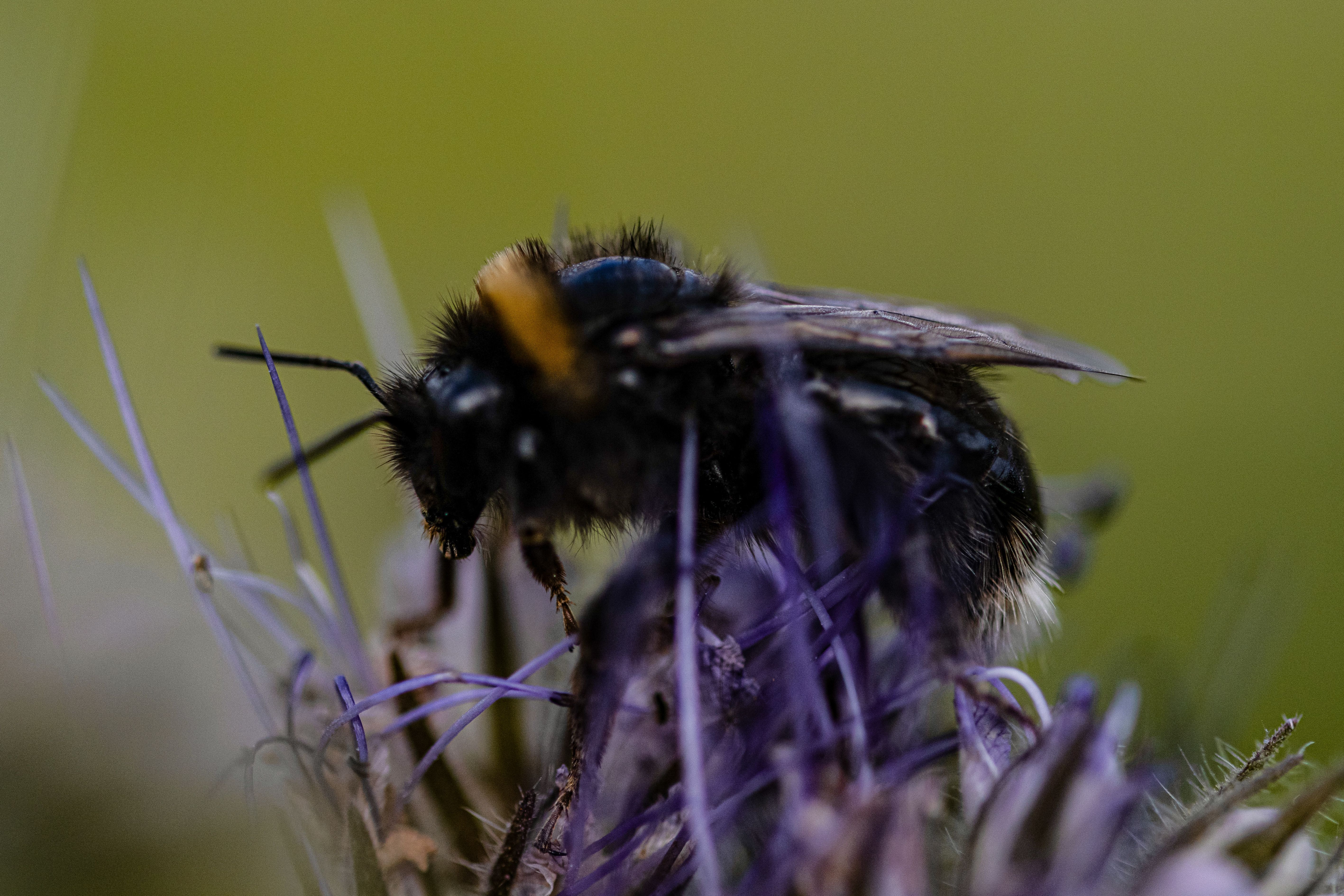 bumblebee on a flower