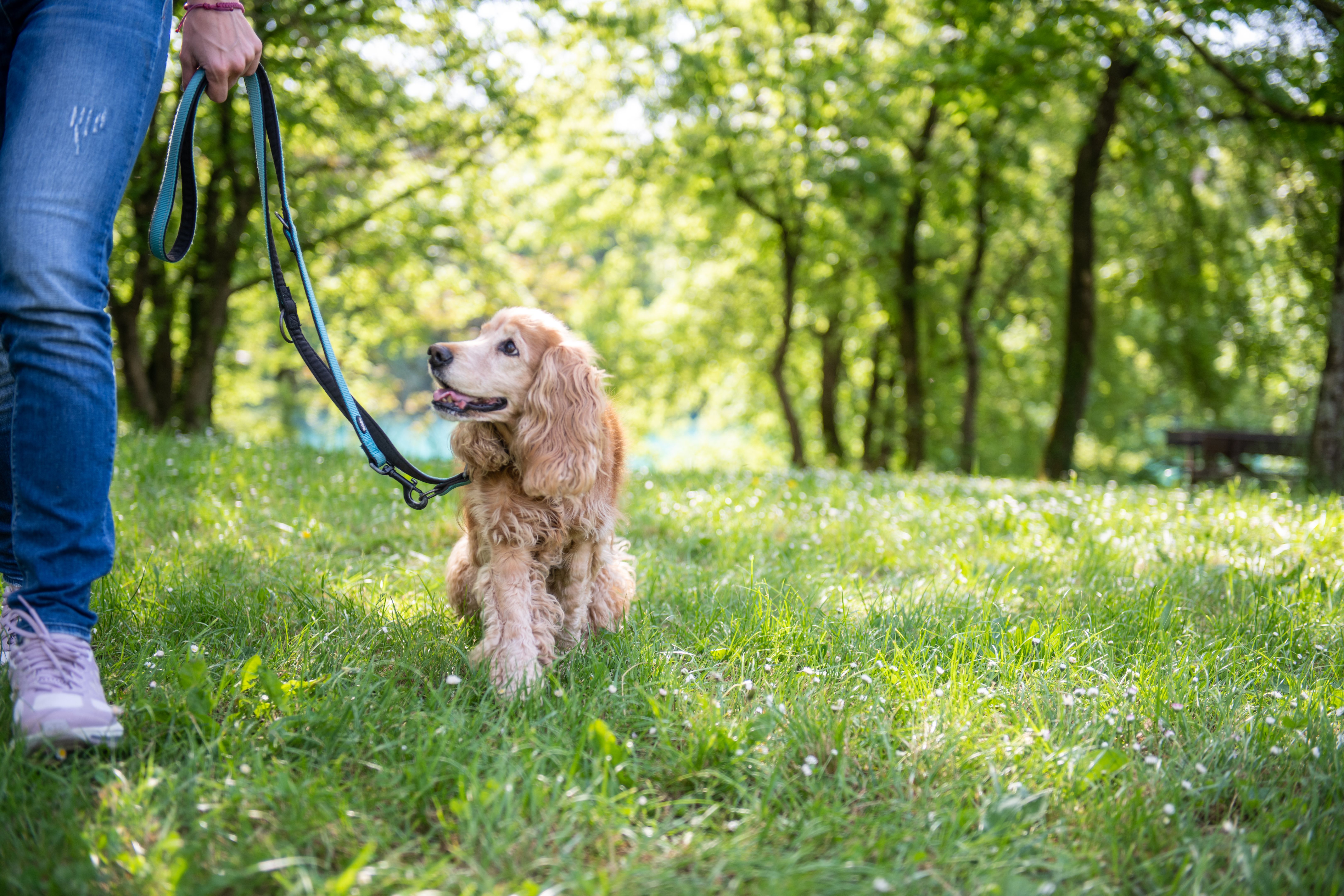 dog walk