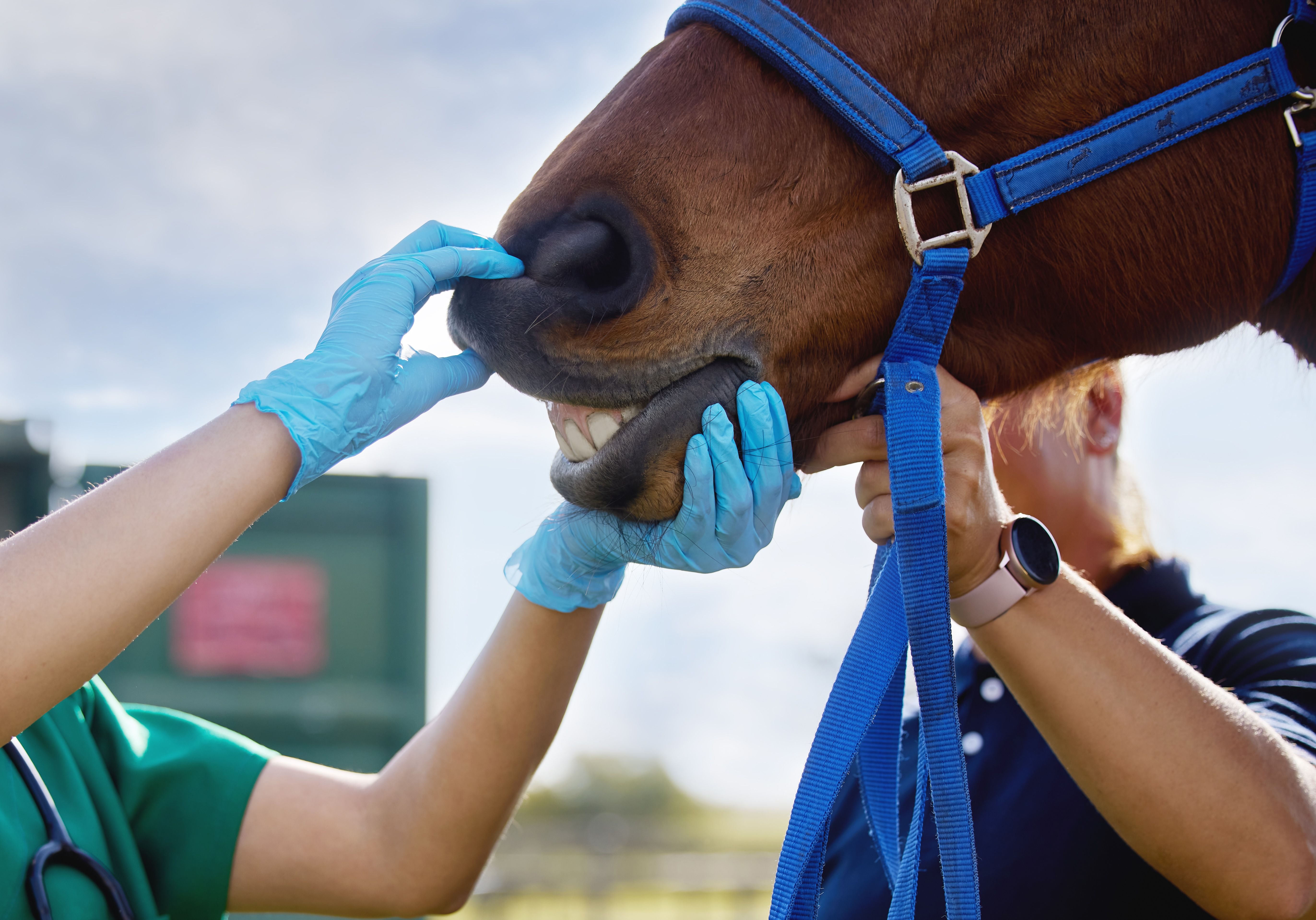 pet dental care