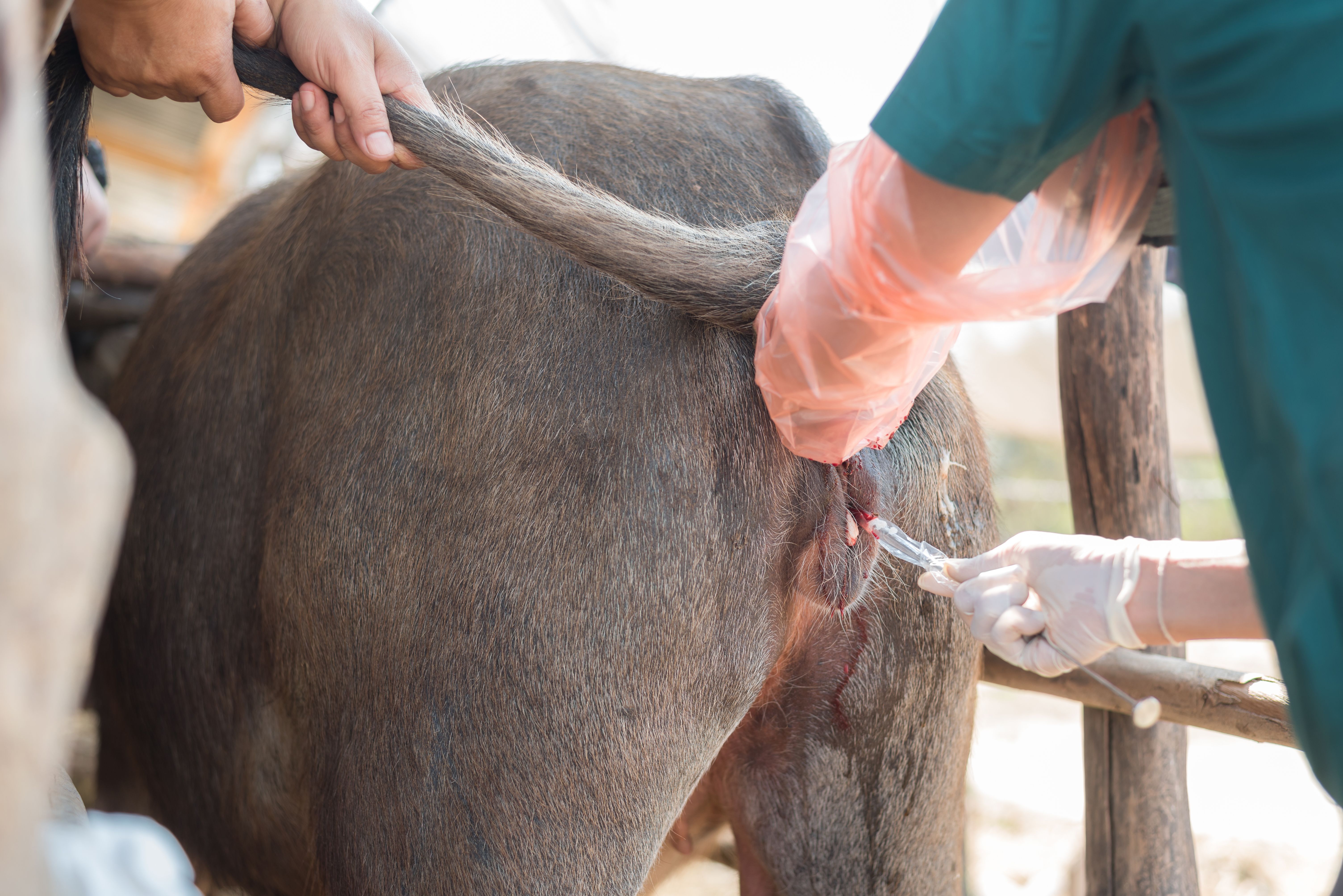 cow breeding