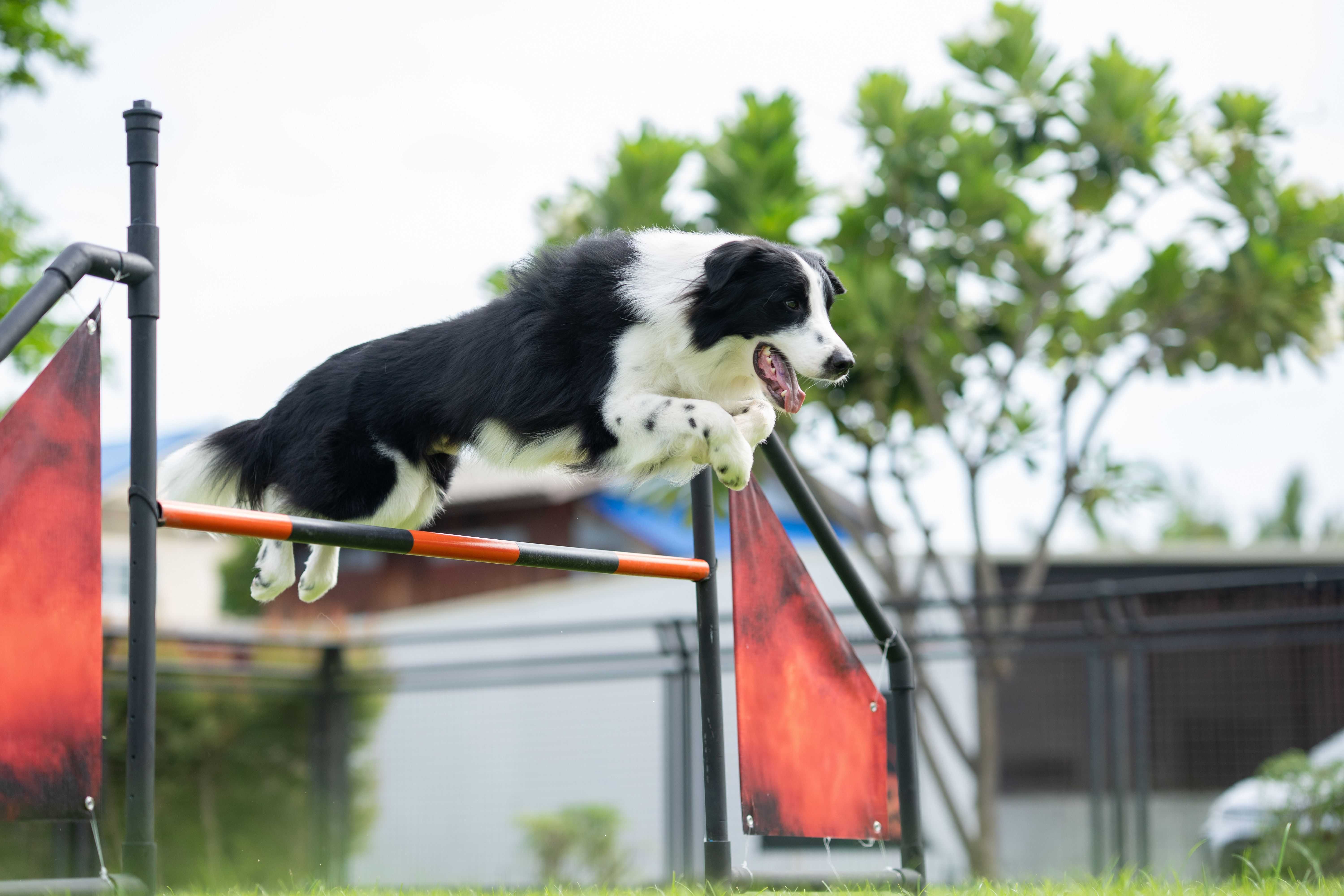 border collie agility
